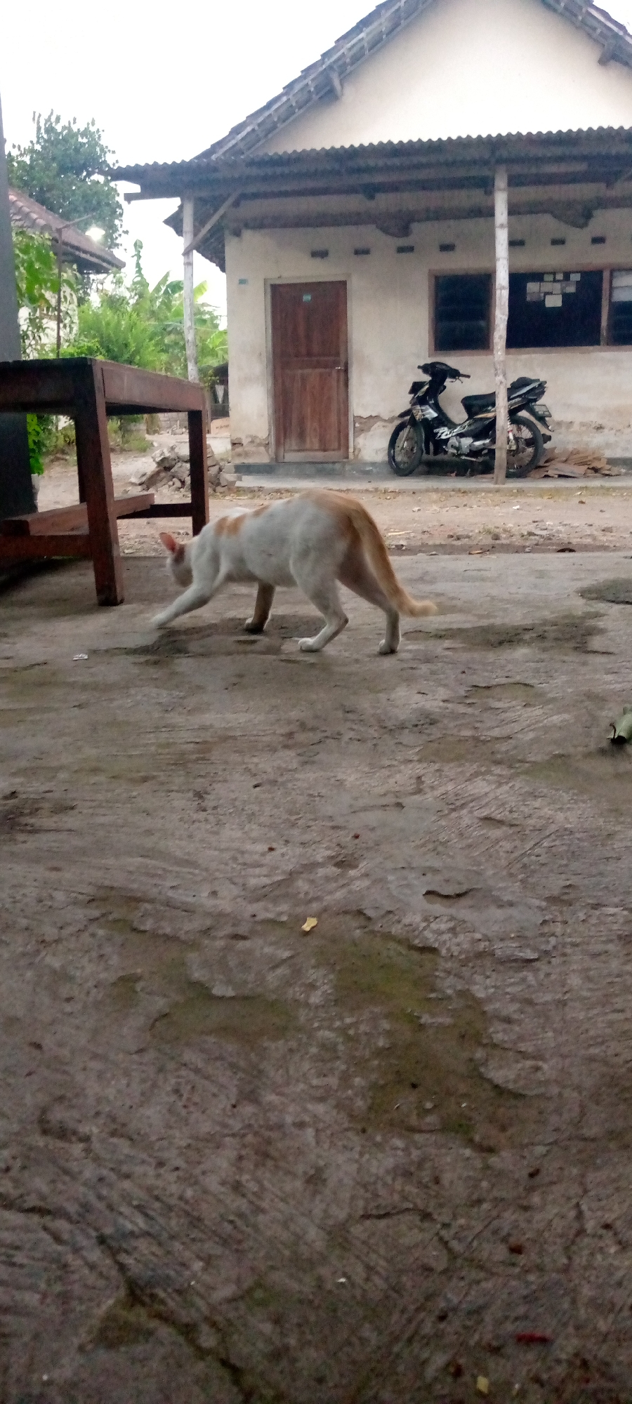 A domestic cat with orange and white fur walks across a concrete ground in front of a simple, light-colored house with a corrugated metal roof. A wooden table is partially visible on the left side of the image. A motorcycle is parked near the house on the right. The scene appears to be outdoors in a rural or semi-rural setting, possibly in Sumberwono, Indonesia, given the architectural style and vegetation. The sky is overcast.