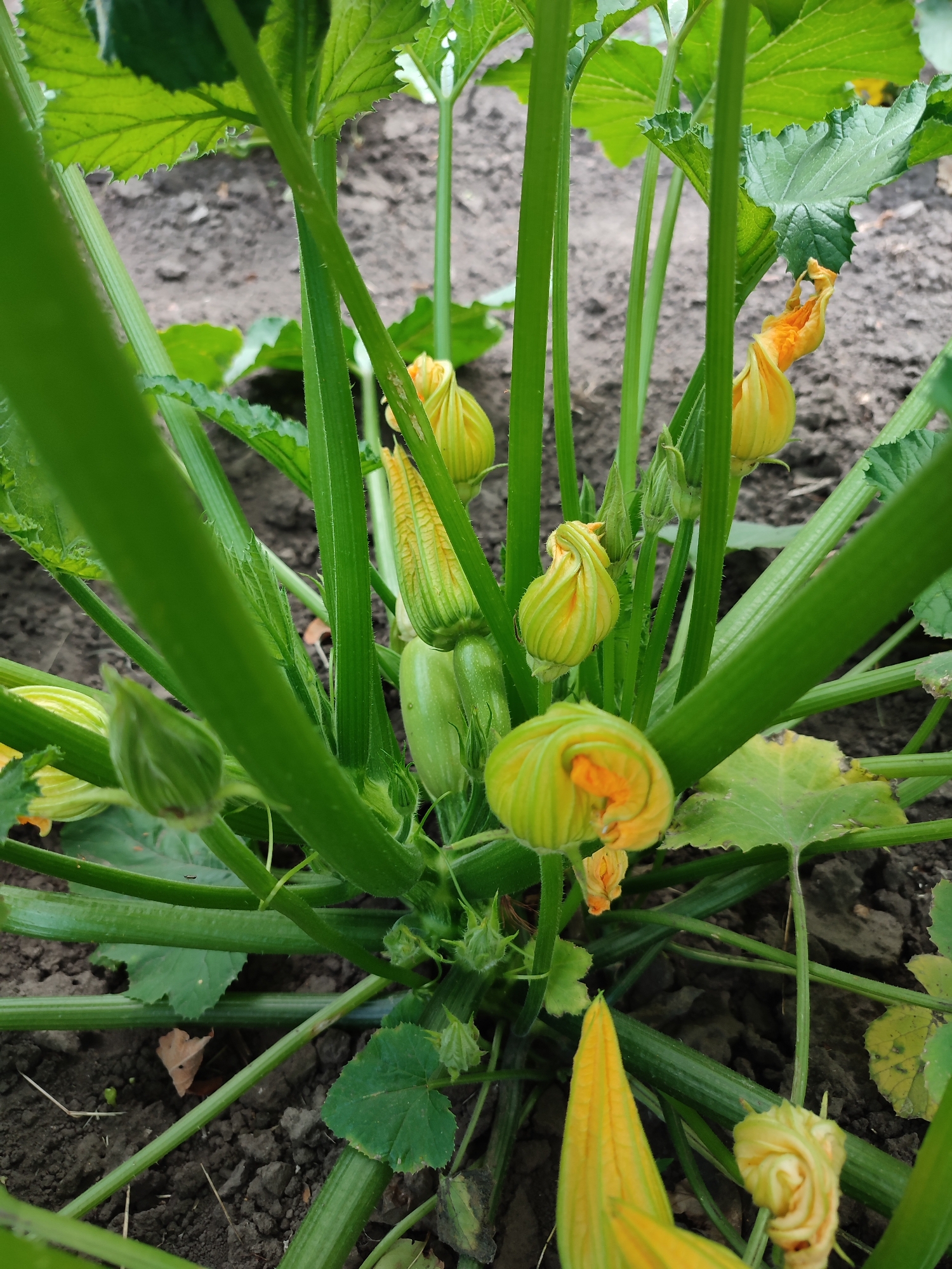 This media file features a close-up view of a zucchini plant in an outdoor garden setting. The primary subjects are the plant's vibrant green stems and leaves, interspersed with several developing zucchini fruits and bright yellow flowers. The flowers are in various stages of bloom, with some tightly furled buds and others partially open, revealing their delicate orange interiors. The zucchini fruits are small and pale green, indicating they are still young.
The scene is set in a garden with dark soil visible around the base of the plant. The lighting suggests it is daytime, likely under natural daylight conditions, with no harsh shadows. The overall impression is one of growth and natural abundance. There are no people visible in the frame, and the focus is entirely on the botanical elements of the plant. The crops provided offer closer views of the plant's textures, the details of the flowers, and the surrounding soil. The location context is Shyshaky, Ukraine, which places this garden scene within a specific geographical region. No text is visible in the image.