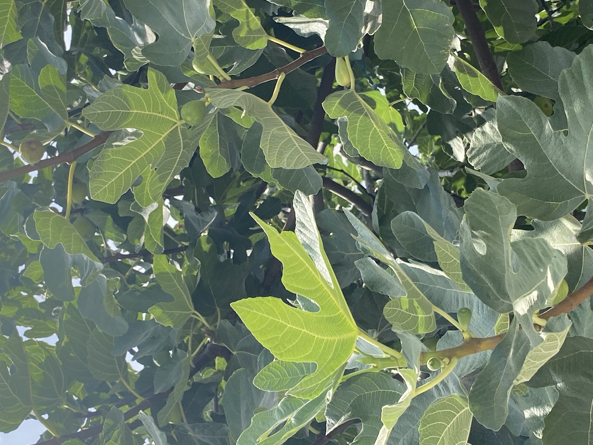The image shows a close-up view of a fig tree with lush green leaves and several small, unripe green figs. The leaves are large and lobed, with prominent veins. The figs are clustered on thin branches amidst the foliage. The background is filled with more leaves and some sky is visible peeking through the branches. The lighting suggests it is daytime, with sunlight filtering through the leaves, creating highlights and shadows. The scene appears to be outdoors, likely in a garden or natural setting. There are no people or animals visible in the image. The location is not discernible from the image itself, but the prompt specifies the city of Thira Municipal Unit, Greece.