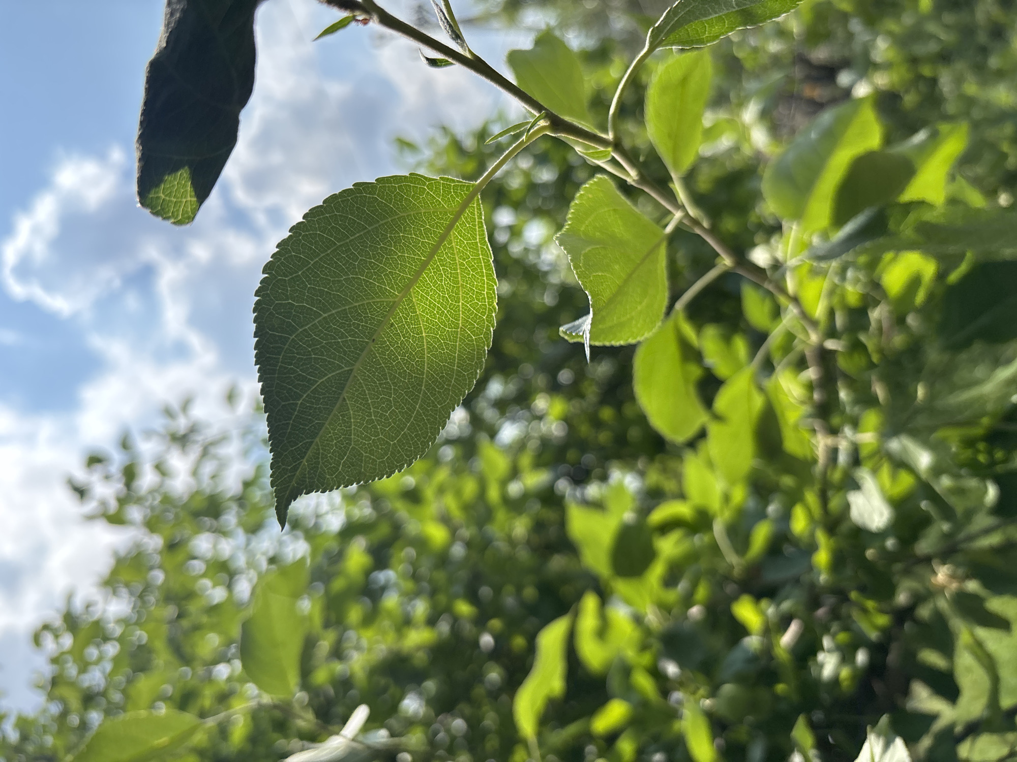 The image depicts a close-up view of green leaves and branches of a tree against a blurred background of more foliage and a bright, partly cloudy blue sky. The leaves are illuminated from behind by sunlight, revealing their intricate vein patterns. The setting appears to be outdoors, likely in a natural or garden environment. The location is specified as Vishnevka, Russia, suggesting an outdoor scene in a park, backyard, or natural area within that city. There are no people or animals visible in the image. The focus is on the botanical details of the plant and the play of light.