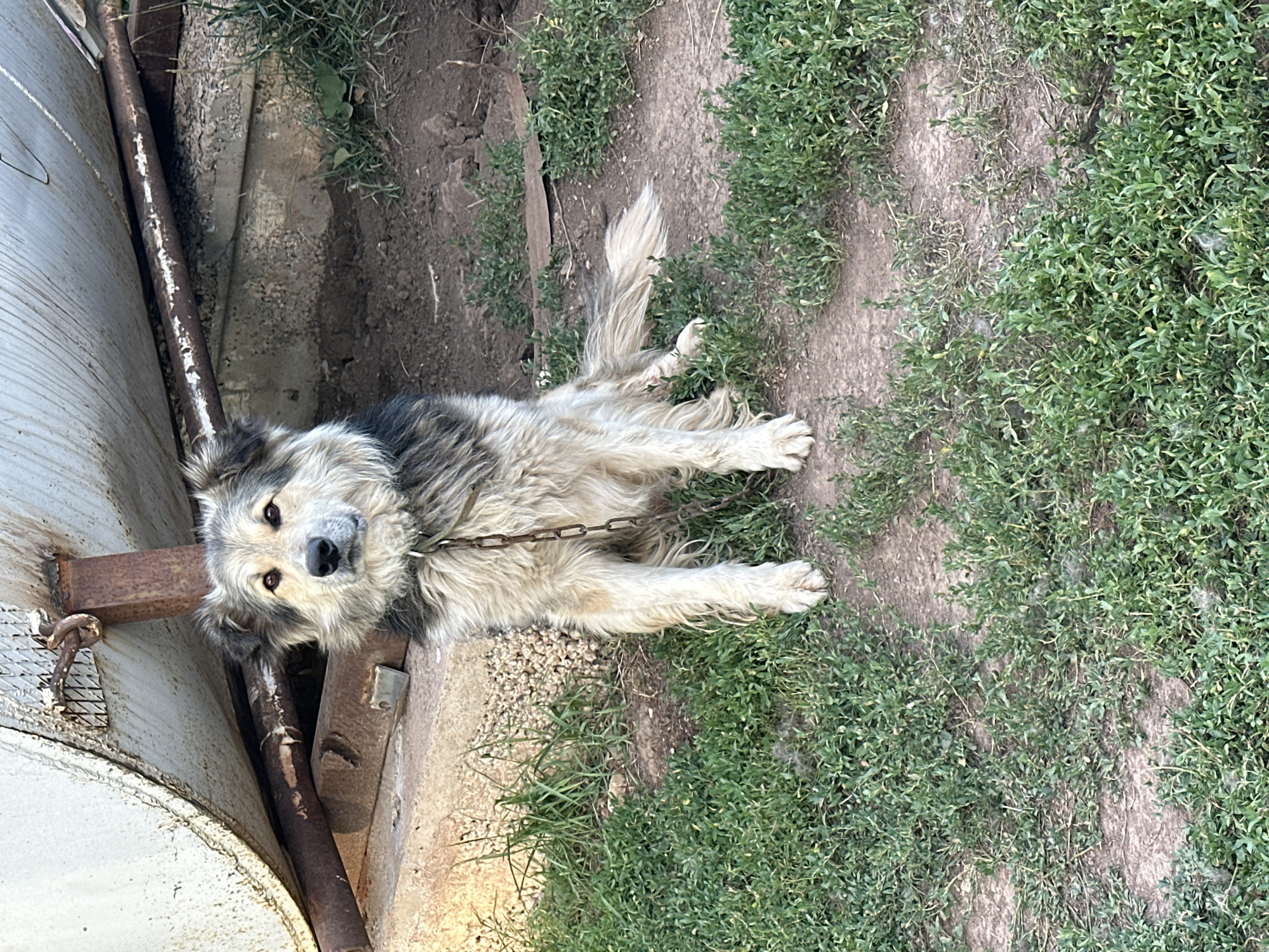 A medium-sized, long-haired dog with a grey, black, and tan coat is sitting on a dirt and grass patch in front of a large, white, cylindrical object, possibly a water tank or silo. The dog is wearing a metal chain leash. The background shows a concrete structure and rusty metal pipes. The scene appears to be in an outdoor, possibly rural or industrial, setting. The image was taken in Bayagiz, Kazakhstan.