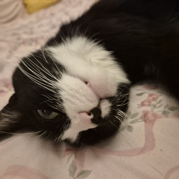 A domestic cat, exhibiting a tuxedo coat pattern of black and white fur, is depicted in a close-up, eye-level shot. The cat lies on its side, its head tilted, presenting a visible left eye with a green iris that gazes directly forward. Its muzzle features numerous white whiskers and a pink nose. The animal rests upon a light pink textile surface, patterned with repeating motifs of darker pink roses and green foliage, consistent with bedding. A blurred yellow object is partially discernible in the upper left background. The scene is indoors, likely a residential setting, and lacks any visual indicators to confirm a specific geographical location, such as Strasbourg, France.