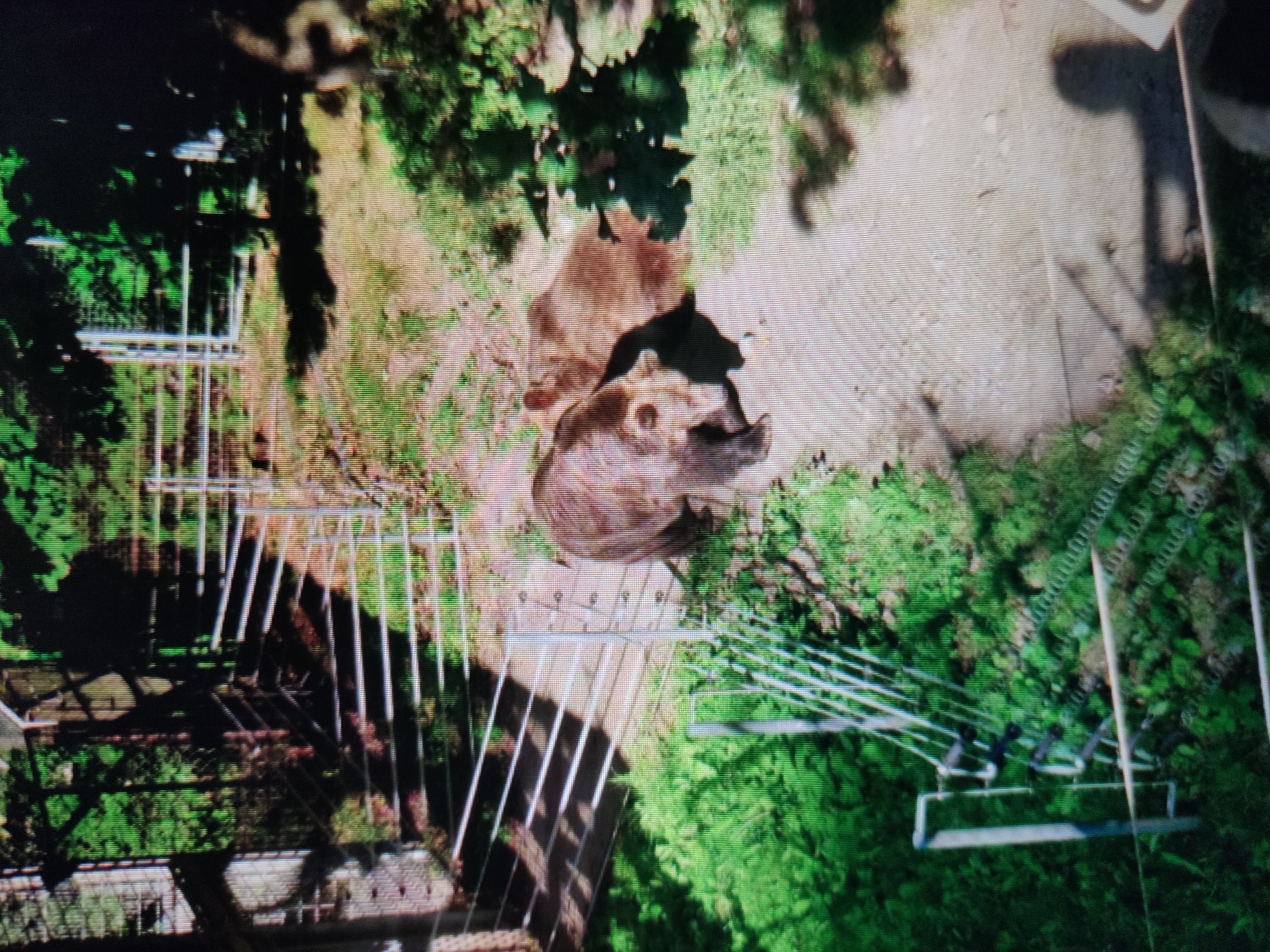 The image shows an aerial view of an enclosure with two bears. One bear is closer to the foreground, appearing to be a brown bear. The second bear is behind and to the right of the first, partially obscured. The enclosure has a gravel path running through it, bordered by grass and trees. There are fences made of metal bars and wire throughout the enclosure. The scene is well-lit, suggesting it is daytime. The location is identified as the city of Kalush, Ukraine.