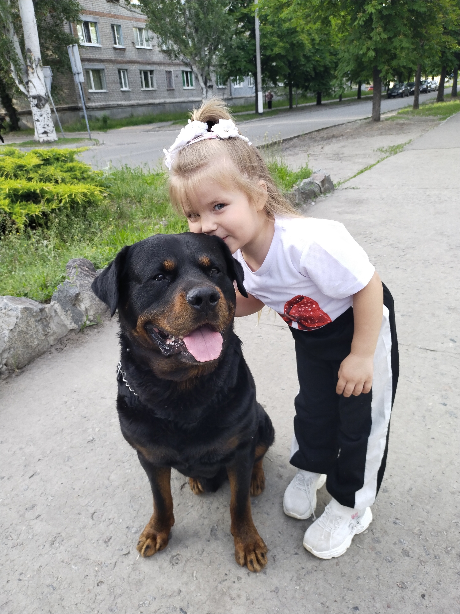 A young blonde-haired girl shares an affectionate moment with a large black and tan Rottweiler dog on an outdoor paved path. The girl, with her hair tied in a ponytail and adorned with a white floral headband, is wearing a white short-sleeved t-shirt featuring a red and white polka dot bow graphic, black track pants with white side stripes, and white athletic shoes. She is leaning towards the dog, her face close to its head, while the dog sits calmly, looking forward with its tongue slightly out. The Rottweiler wears a metal chain collar around its neck.
The background reveals a typical urban or suburban street scene. To the left, distinct birch trees with white bark and green foliage are visible, alongside lush green bushes and rocky elements. Across the paved road, a line of leafy green trees runs parallel to the street, and in the distance, a multi-story brick apartment building with numerous windows is situated. The lighting is bright and even, indicating it is daytime, likely late morning or afternoon on a clear or partly cloudy day. The overall atmosphere conveys warmth and a strong bond between the child and her pet. No discernible text is visible in the image. The setting is in Horishni Plavni, Ukraine.