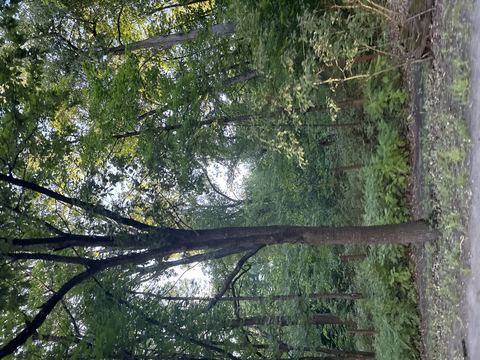 The image depicts a dense forest scene with tall trees and lush green foliage. The ground is covered with dry leaves and scattered grass. Several thin wooden posts are visible amongst the undergrowth, suggesting a boundary or fence line. The sky is partially visible through the canopy, indicating an outdoor environment. The scene appears to be a natural landscape, potentially a park or wooded area within or near the city of Pargolovo, Russia. There are no people or animals present in the image.