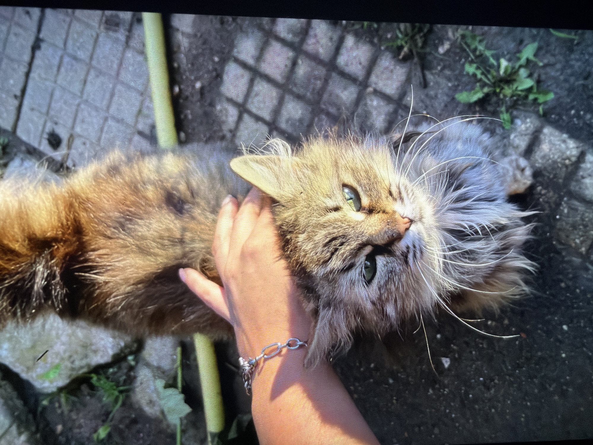 A medium-long-haired tabby cat with green eyes is being held by a person. The cat is oriented with its head towards the upper right corner. The person's hand is visible, with a silver bracelet on their wrist. The background consists of a patio surface made of rectangular stone or concrete blocks, a yellow garden hose, and some weeds. The location cannot be definitively determined to be in Reigate and Banstead, United Kingdom, based solely on the image.