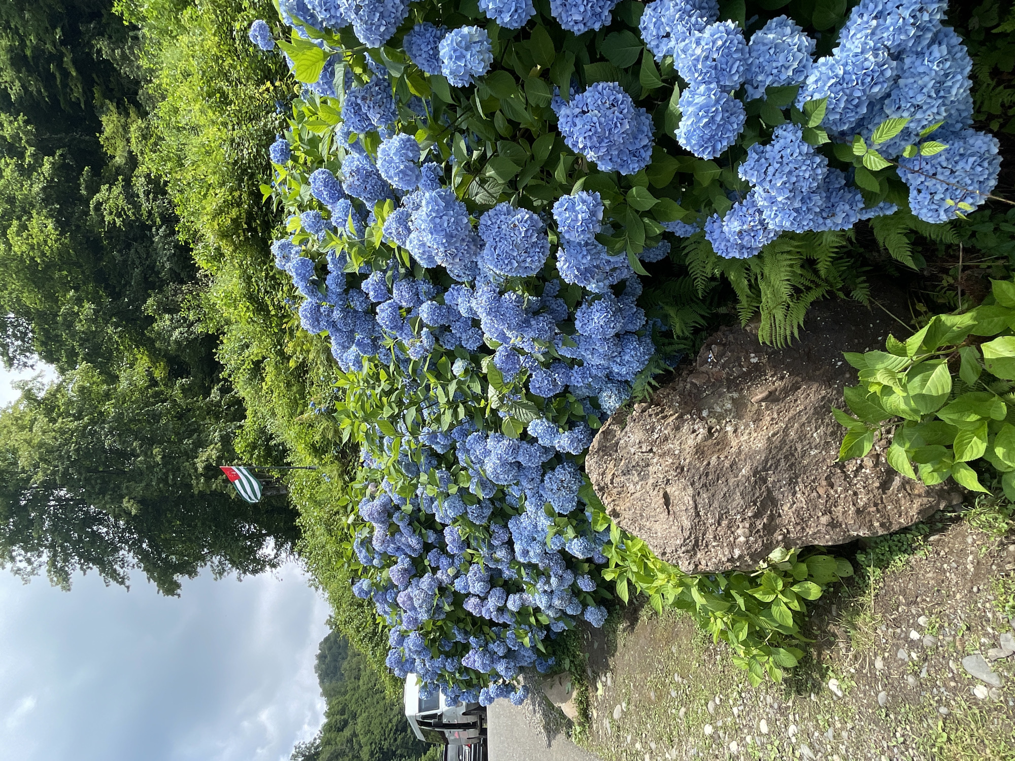 An exterior, medium-shot, eye-level, horizontal, daylight, natural light photograph shows a large bush of blue hydrangeas in full bloom. The hydrangeas are densely packed and cover the majority of the foreground and mid-ground. A large, textured, reddish-brown rock sits in the lower left quadrant of the image, partially obscured by smaller green plants. To the left of the hydrangeas, a gravelly path and a portion of a paved road are visible. A white van with its door open is parked on the left side of the road, and a dark-colored car is parked behind it. In the background, a lush green hillside rises, covered in trees and foliage. A flag with horizontal stripes of red, white, and green, and a white star in a red canton, is flying on a flagpole on the hillside. The sky above is overcast with some patches of blue. The scene appears to be in Tqwarchal, Abkhazia, a location known for its natural beauty and historic industrial past, with the hydrangeas blooming along the roadside suggesting a scenic route or park area.