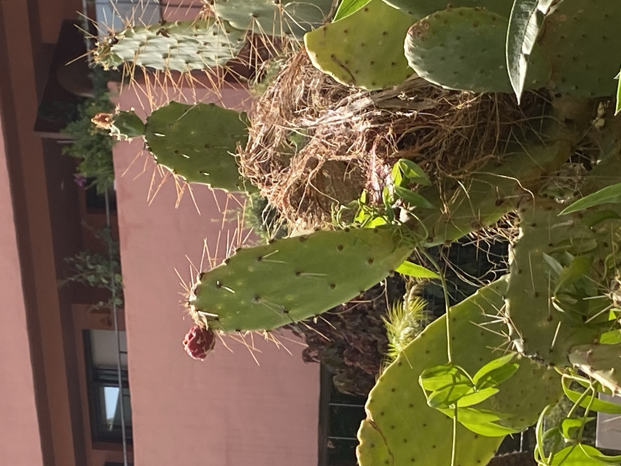 This media file captures a close-up view of a prickly pear cactus plant, likely in Resinera-voladilla, Spain. The cactus has large, flat green pads covered in sharp spines. One pad towards the bottom left of the frame features a small, red, fruit-like growth, possibly a developing prickly pear.
Intertwined within the cactus branches, a bird's nest constructed from dried grasses and twigs is visible. The nest appears somewhat disheveled, suggesting it might be old or recently constructed. In the background, a building with a muted pink facade and dark-trimmed windows is present, suggesting an urban or semi-urban setting. The light suggests it is daytime, with the sun casting shadows and highlighting the textures of the cactus and nest. No people or text are visible in the image. The overall impression is one of nature, resilience, and the quiet domesticity of wildlife within a human-altered environment.