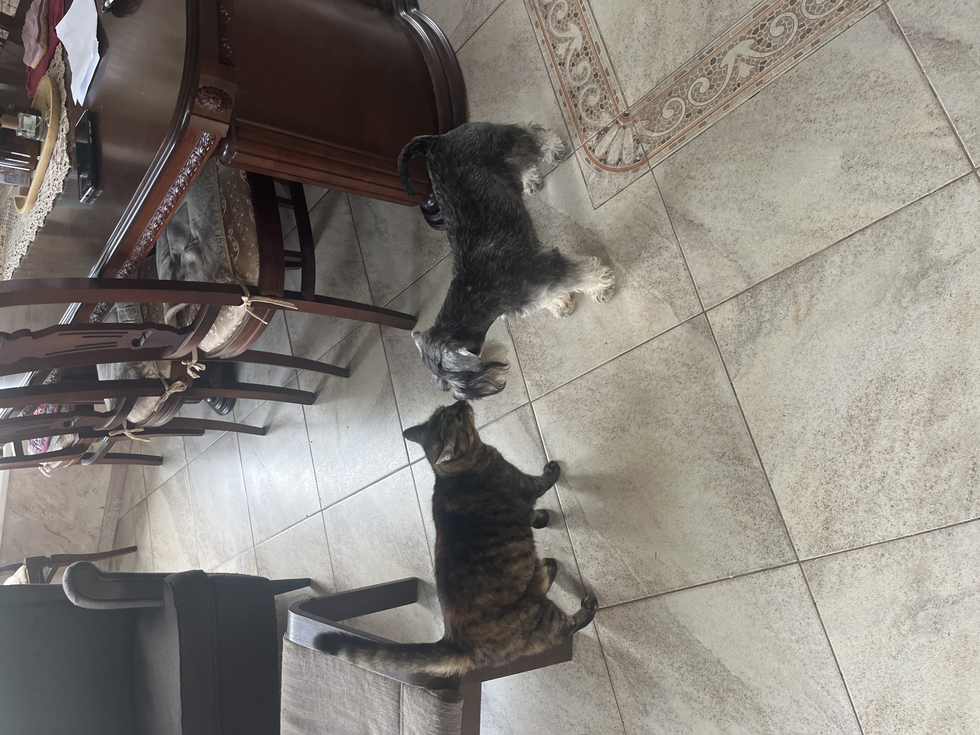 The image shows two pets, a tortoiseshell cat and a miniature schnauzer dog, interacting nose-to-nose on a tiled floor. The cat is on the left, facing the dog, with its tail raised. The dog is on the right, also facing the cat. In the background, a dark wooden dining table with chairs is visible. The floor is tiled with a beige and white pattern. The setting appears to be indoors, possibly a dining room or living area. There is no visible indication of the location being in Vladimirovka, Russia.