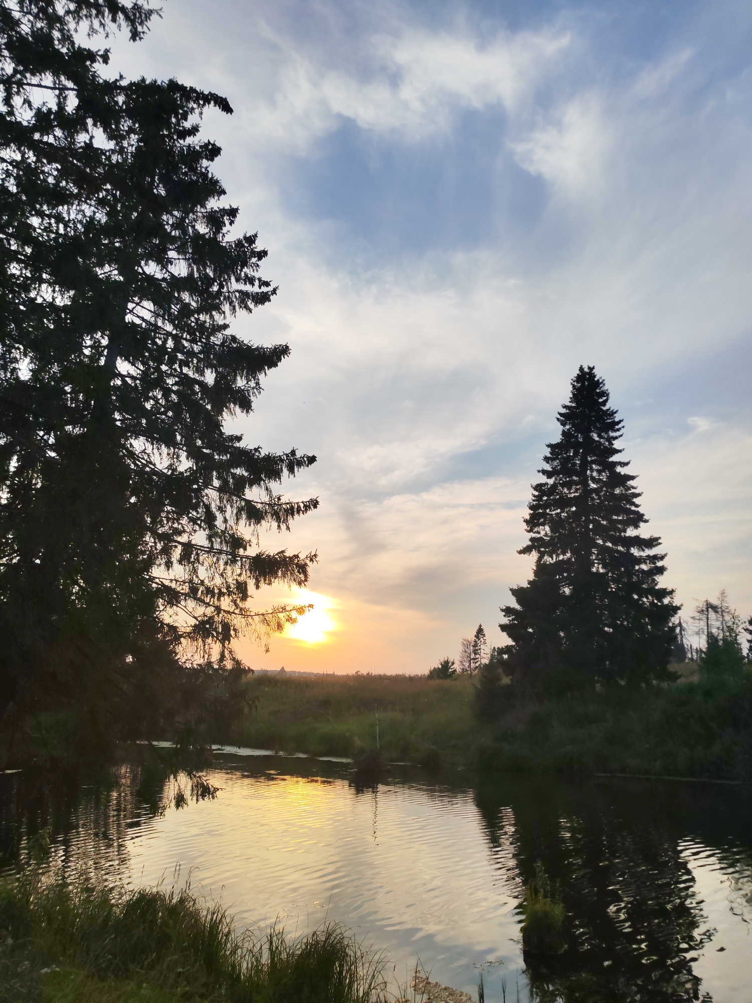The image depicts a serene natural landscape at dusk, likely in or near the village of Podshivalovo, Russia, given its rural setting. Dominating the foreground are the dark silhouettes of large coniferous trees on the left and right sides of the frame. The tree on the left is closer and larger, its branches extending across the upper left portion of the image, while the tree on the right is positioned further back and appears taller and more slender.
Between these trees, a body of water, possibly a pond or a slow-moving river, reflects the soft hues of the setting sun. The water's surface is rippled, creating a shimmering effect as it captures the light. The sky above is a canvas of pale blues and whites, with scattered clouds that are tinged with the warm colors of the sunset, ranging from soft orange near the horizon to a gentle yellow reflected on the water.
The middle ground features a grassy bank with more vegetation, and further in the distance, a line of trees and possibly some low-lying structures can be faintly seen against the horizon. The overall atmosphere is tranquil and peaceful, characteristic of a rural evening. There are no people or animals visible in the frame. The composition focuses on the interplay of light and shadow between the trees, water, and sky, creating a classic picturesque sunset scene.