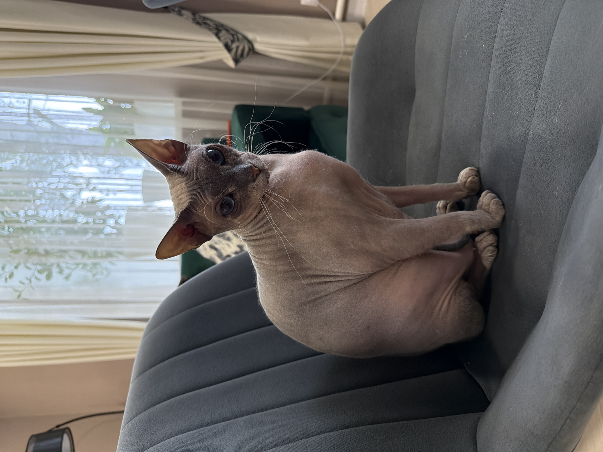 A hairless cat, likely a Sphynx breed, sits on a dark grey upholstered chair. The cat has large, expressive eyes and prominent ears. The chair has vertical ribbed detailing on the backrest. In the background, light-colored curtains are visible, with a hint of greenery and possibly a lamp. The overall setting appears to be an indoor environment. The location is described as Buzuluk, Russia.