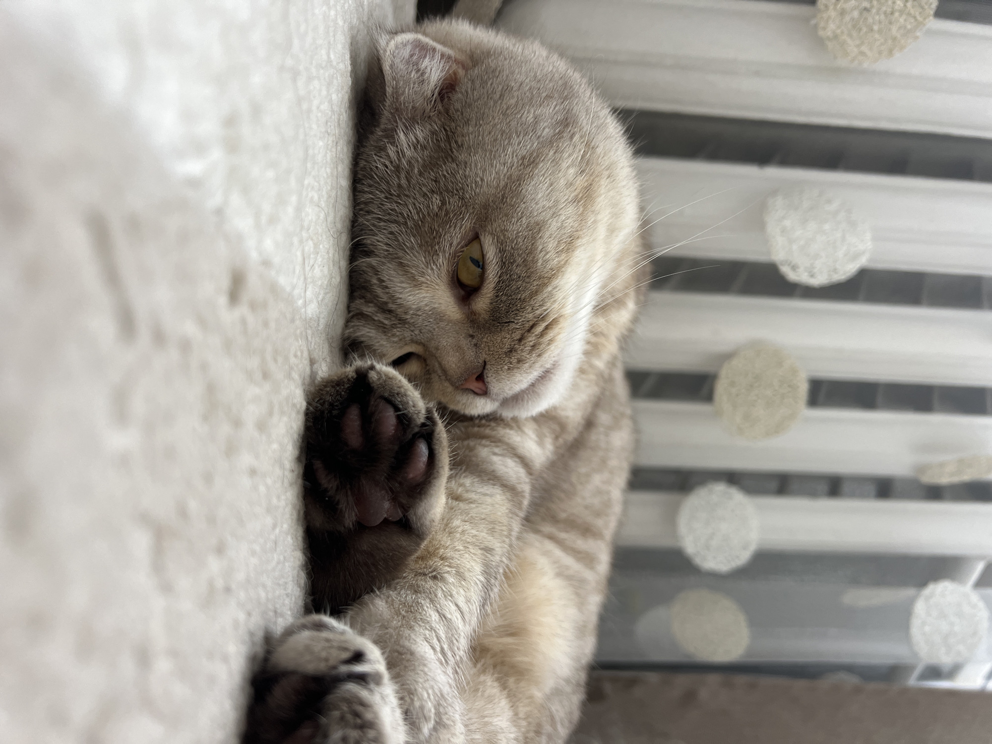 An image taken indoors in Chaikovsky, Russia, depicts a domestic cat lying on its left side on a light-colored, textured fabric surface. The cat has light brown and beige fur, yellow-green eyes that are partially open, and a slightly agape mouth. Its front paws are tucked in, revealing dark paw pads on the visible left paw. The background is blurred, showing a sheer white curtain adorned with several circular, light-colored decorative elements. Behind the curtain, faint vertical stripes are discernible, and a darker, solid vertical surface is visible to the right.