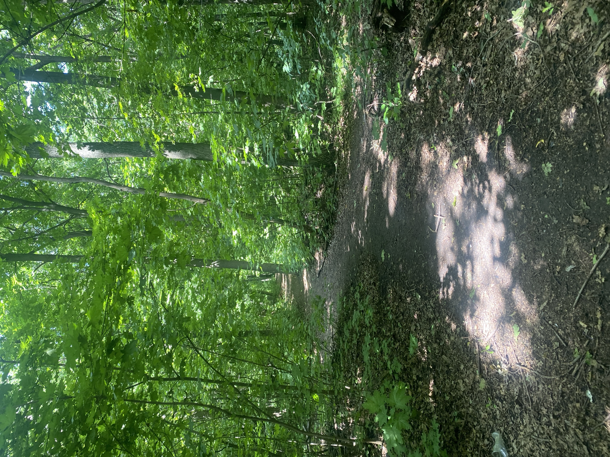 The image shows a dirt path winding through a dense forest. The path is covered with fallen leaves and is dappled with sunlight filtering through the thick canopy of green leaves. The trees are tall and appear to be deciduous, with rough bark on their trunks. The undergrowth is lush and green, with various small plants and saplings. There is no indication of the city of Samara, Russia, or any specific landmarks. The scene depicts a natural, undeveloped forest environment. There are no people or animals visible in the image.