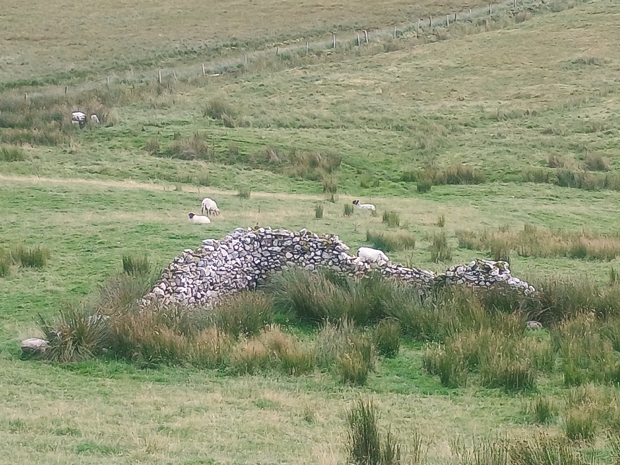 The image shows a rural landscape with a stone structure in the foreground, likely ruins. There are several sheep scattered across the grassy fields. In the background, a fence runs along a slight incline, separating different areas of the pasture. The environment is predominantly green with patches of brown vegetation, suggesting a natural, uncultivated area. The overall impression is of a peaceful, pastoral scene.