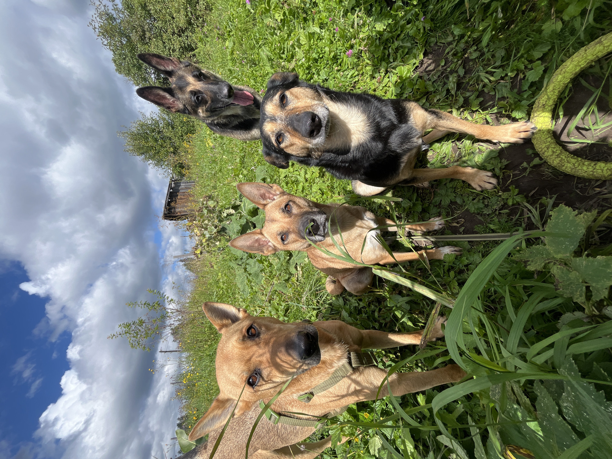 The image shows four dogs in a grassy, outdoor environment under a cloudy sky. Three dogs are in the foreground, and one is in the background. The dog on the far left is a tan-colored dog wearing a green harness. The dog in the middle-foreground is also tan with a black nose. The dog on the right in the foreground is a mix of black and tan. The dog in the background, appearing to be a German Shepherd, is looking down at the camera with its tongue out. The environment is overgrown with grass and some scattered wildflowers. In the background, there is a wooden structure and trees. The scene appears to be in a rural or semi-rural setting.