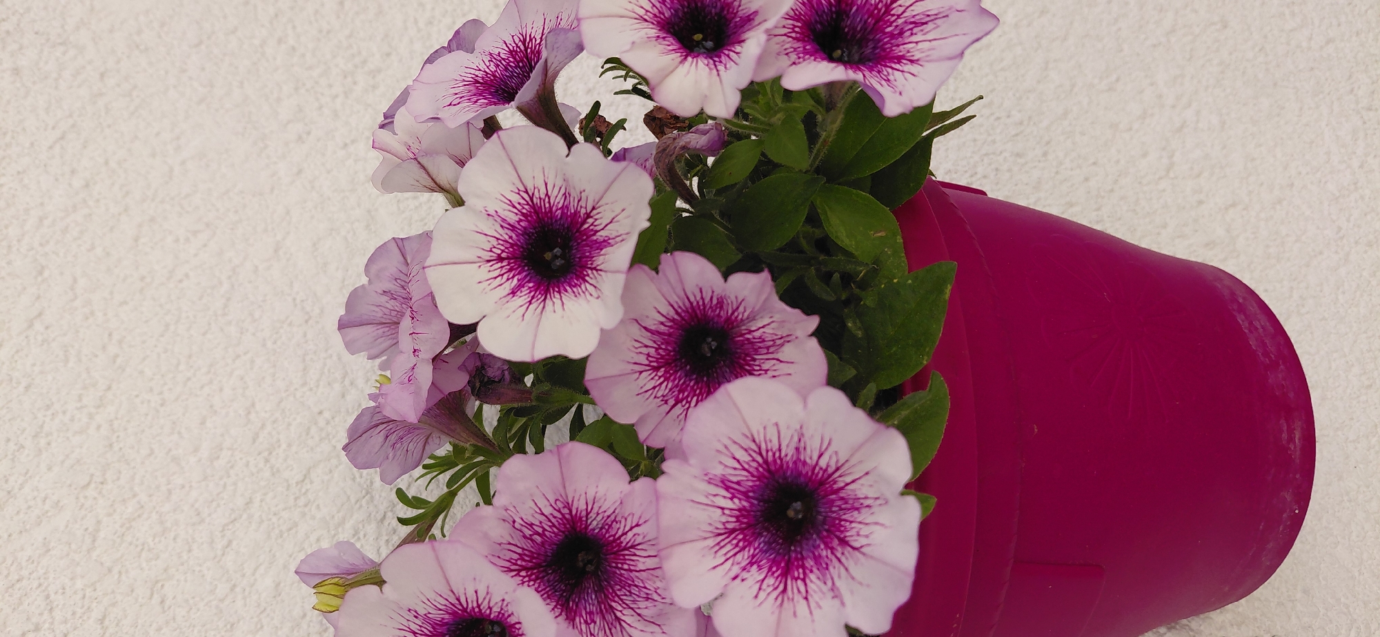 The image shows a pink pot filled with petunias, possibly in Vratsa, Bulgaria, given the request. The petunias are a mix of pale lavender and white, with dark purple centers and prominent purple veining. The flowers are in full bloom, spilling out of the pot and cascading towards the left side of the image. The pot is a bright, solid pink and appears to be leaning slightly to the right. The background is a white, textured surface. The flowers appear healthy and vibrant.