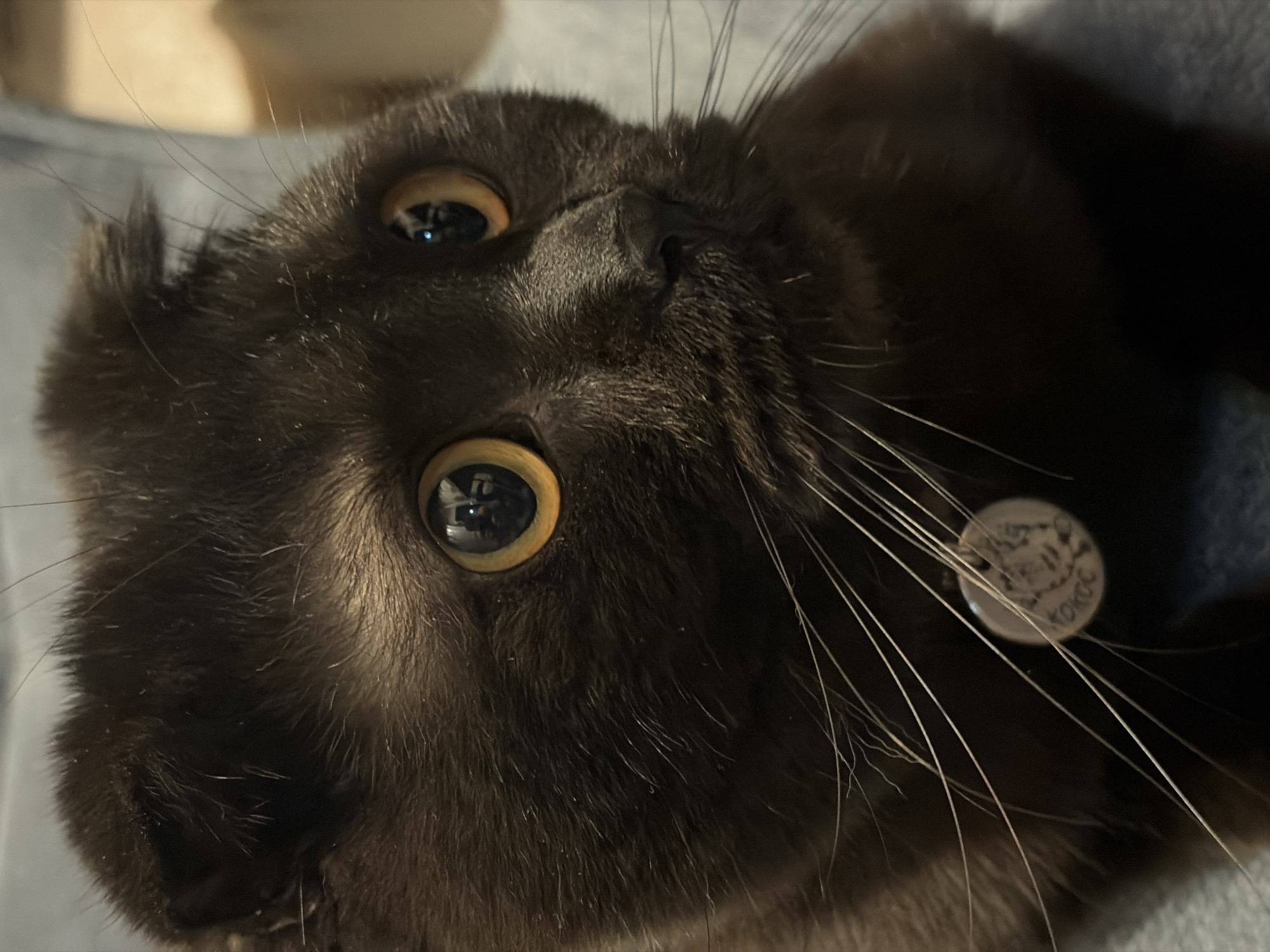 A close-up, low-angle, indoor shot features a dark-furred cat with round, yellow-green eyes. The cat is oriented upside down in the frame. A round, light-colored pet identification tag is visible amidst the cat's whiskers on the right side of the frame. The background appears blurry and undefined. The location of Chaikovsky, Russia is inscribed on the pet tag.