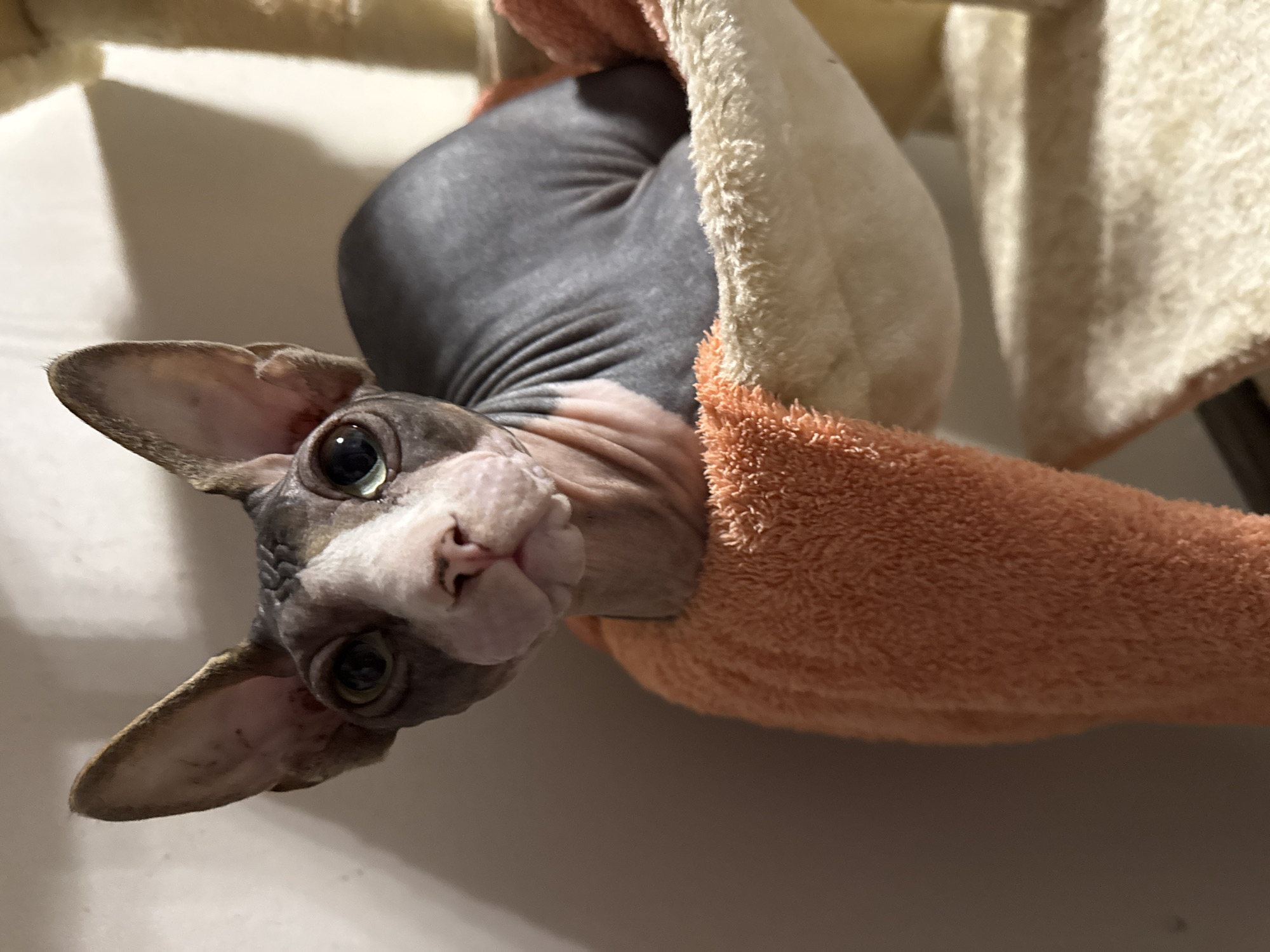 A sphynx cat is partially wrapped in orange and white towels. The cat is positioned upside down with its head and ears visible. The background is indistinct and blurry. The location is not ascertainable based on the image.
