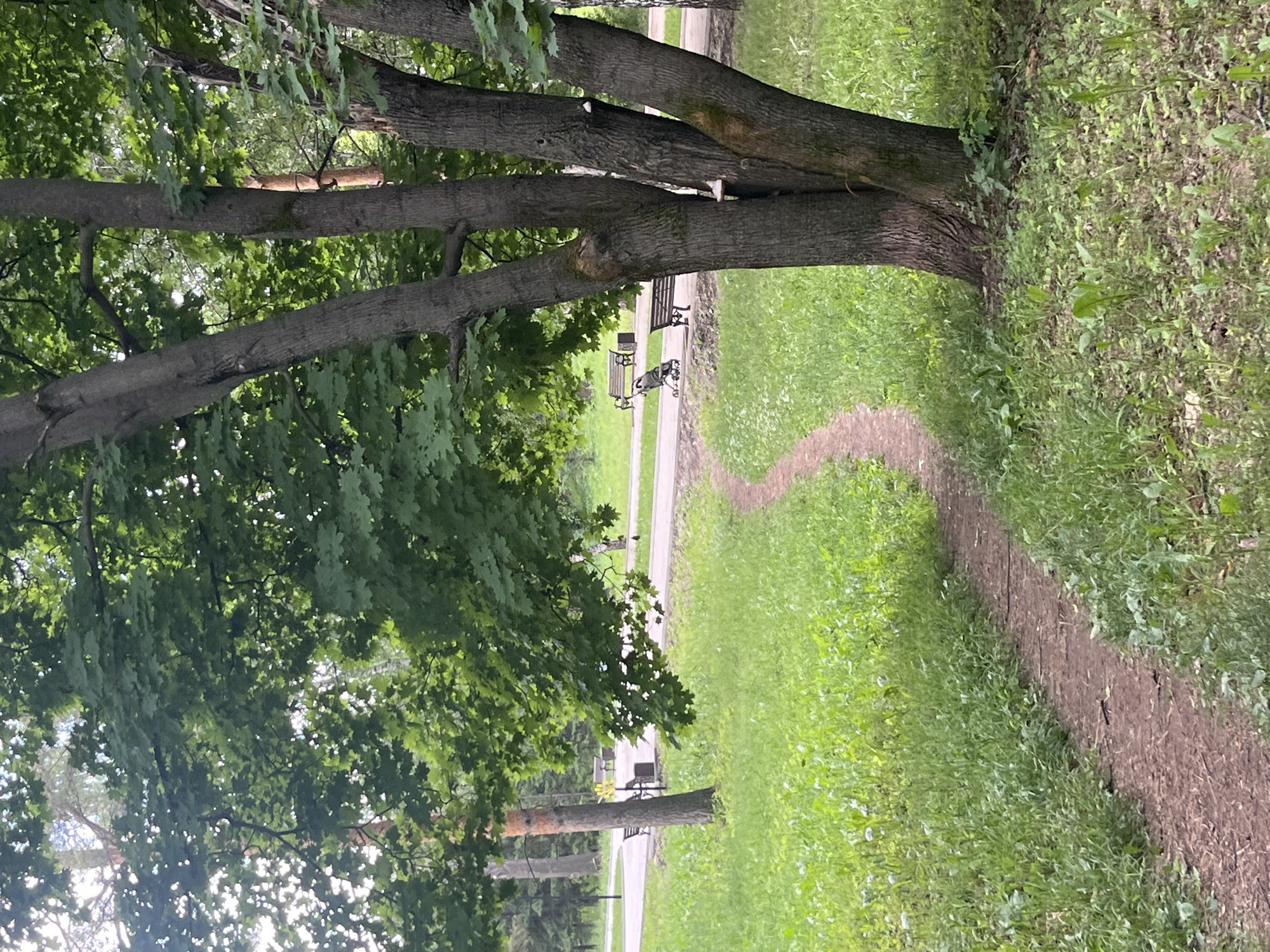 The image depicts a park in the city of Oktyabrsky, Russia. A winding dirt path leads the viewer through lush green grass and vegetation, curving towards a paved walkway in the background. Several park benches are visible along the paved path, with one bench occupied by a stroller. Tall trees with dense green foliage provide shade over the scene. The overall impression is one of a peaceful, natural environment within an urban setting.