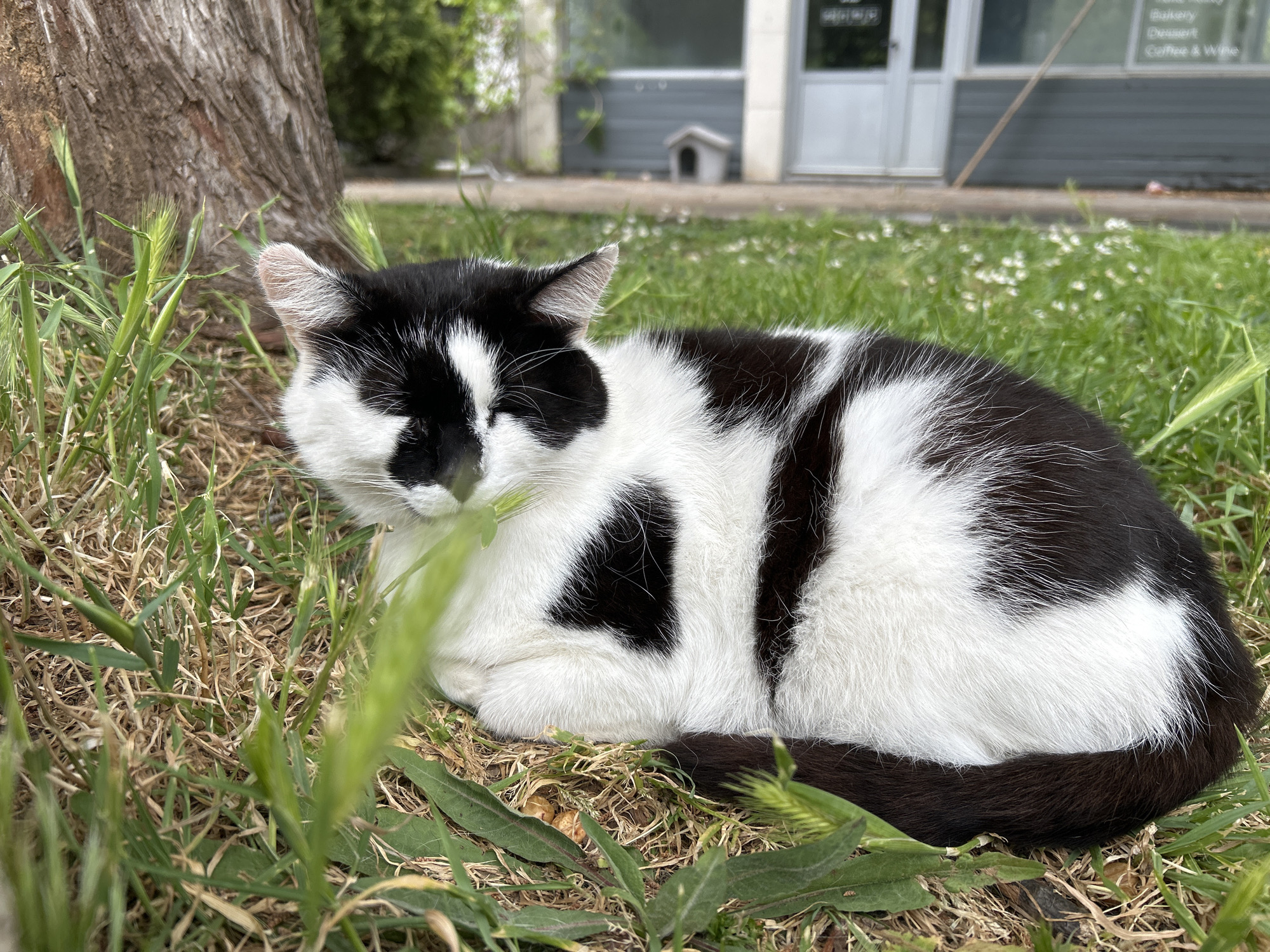 A black and white cat is depicted resting peacefully outdoors in a horizontal, close-up shot. The cat, exhibiting a distinctive pattern of black patches over its predominantly white fur, is curled up on a mix of green and dry grass. Its eyes are closed, suggesting it is either asleep or deeply relaxed. A slender blade of green grass is visible near its muzzle.
To the left of the frame, the textured bark of a large tree trunk is partially visible, while the immediate foreground consists of various blades of fresh green grass and some dry ground cover. In the background, beyond the grassy area, a paved surface leads to a light-colored building with large windows and a door. A small, grey, house-like structure, likely a shelter for cats, is situated on the paved area in front of the building.
Through the right-hand window of the building, several words are clearly visible, indicating a commercial establishment. The text reads: "Bakery", "Dessert", and "Coffee & Wine", with "Take away" partially discernible above "Bakery". The grass further in the background contains scattered small white flowers. The scene is brightly lit by natural daylight, casting soft shadows. The cat's serene posture and the visible text on the building suggest a calm, urban or town environment, consistent with the provided location context of Budva, Montenegro, where community animal care is common.