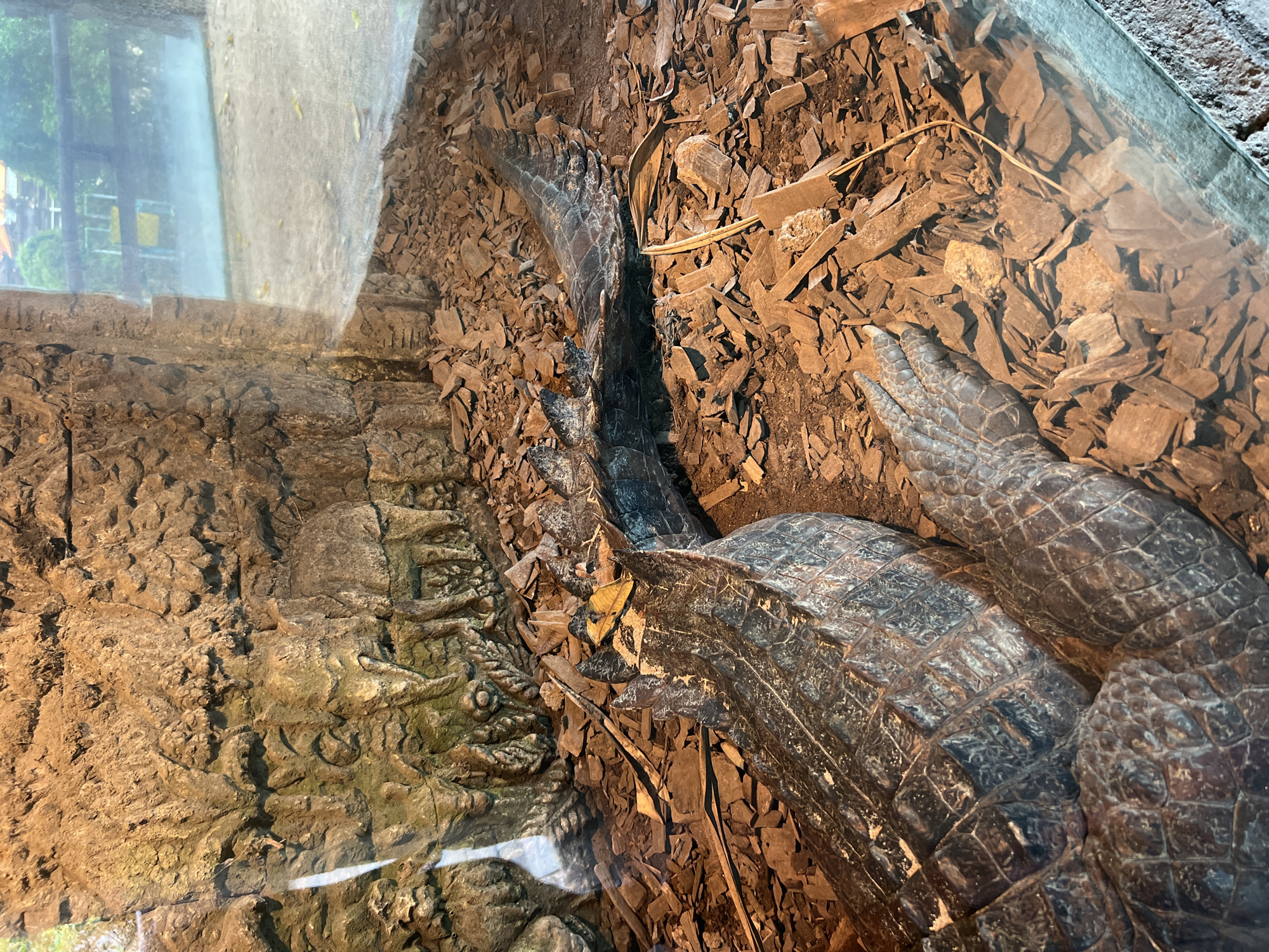 The image shows a crocodile in an enclosure at the Bali Zoo in Sukawati, Indonesia. The crocodile is resting on a bed of mulch and wood chips. The enclosure is partially visible through a glass barrier. The crocodile's tail and portion of its body are prominent. The enclosure also contains a rocky wall section.