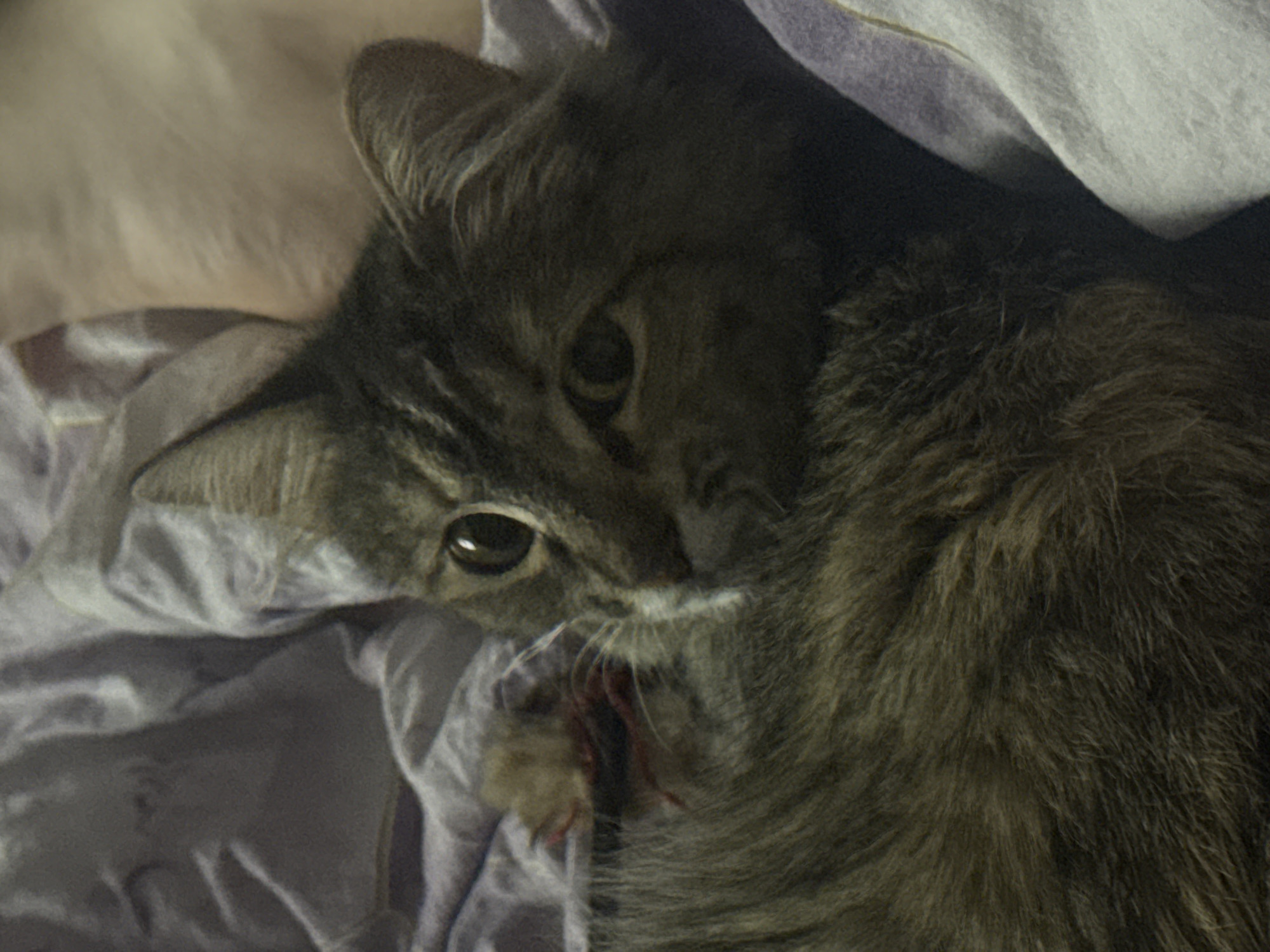 The image shows a close-up of a tabby cat lying on a bed with purple and white bedding. The cat's face is visible, with large, expressive eyes and striped fur. The cat appears to be relaxed and comfortable. There are no discernible elements in the image that would indicate a specific location within the city of Saratov, Russia.