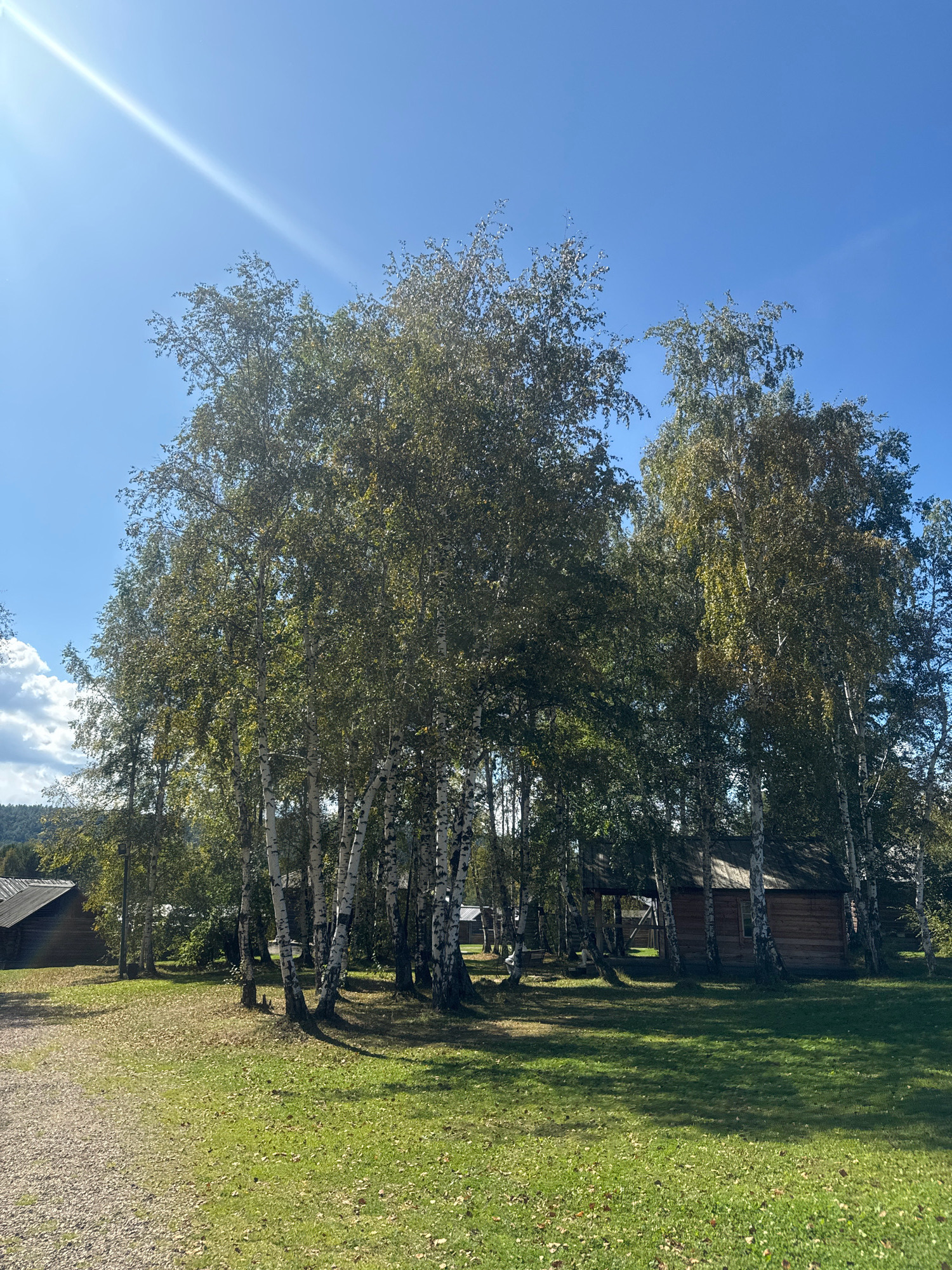 The image depicts an outdoor scene in the Taltsy Museum of Wooden Architecture, Irkutsk Oblast, Russia, on a clear day with a bright sun and a blue sky. The foreground features a gravel path on the left and a grassy area with scattered fallen leaves on the right. In the middle ground, a cluster of birch trees with their distinctive white and black bark dominates the view. Behind the trees, several traditional wooden structures, resembling rustic cabins or houses with dark roofs and wooden walls, are visible. The architecture suggests a historical or folk setting. Sunlight casts distinct shadows across the grass and structures. The background shows a gentle slope covered with trees, further emphasizing the natural and rural environment. There are no people or animals present in the scene.