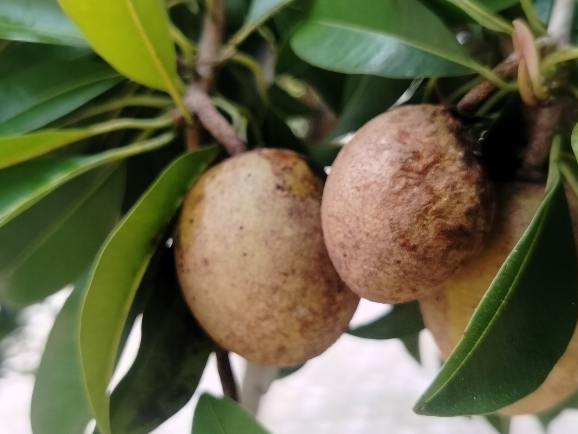 This image captures a close-up view of three sapodilla fruits (Manilkara zapota) hanging from a branch amidst lush green foliage. The fruits, varying in ripeness, display a characteristic oval shape with rough, brown skin speckled with lighter brown spots. One fruit, closer to the foreground on the left, is a pale brown, while the other two, to the right and slightly further back, are a richer, darker brown, suggesting they are riper. The leaves surrounding the fruits are a vibrant green, some glossy and broad, others narrower and pointed, creating a dense canopy. The background is softly blurred, with hints of a light, possibly white or sky-like color, suggesting an outdoor setting. The overall impression is one of natural abundance and growth. The image is consistent with the agricultural landscape found in areas like Lawebekung, Indonesia, known for its tropical fruits.