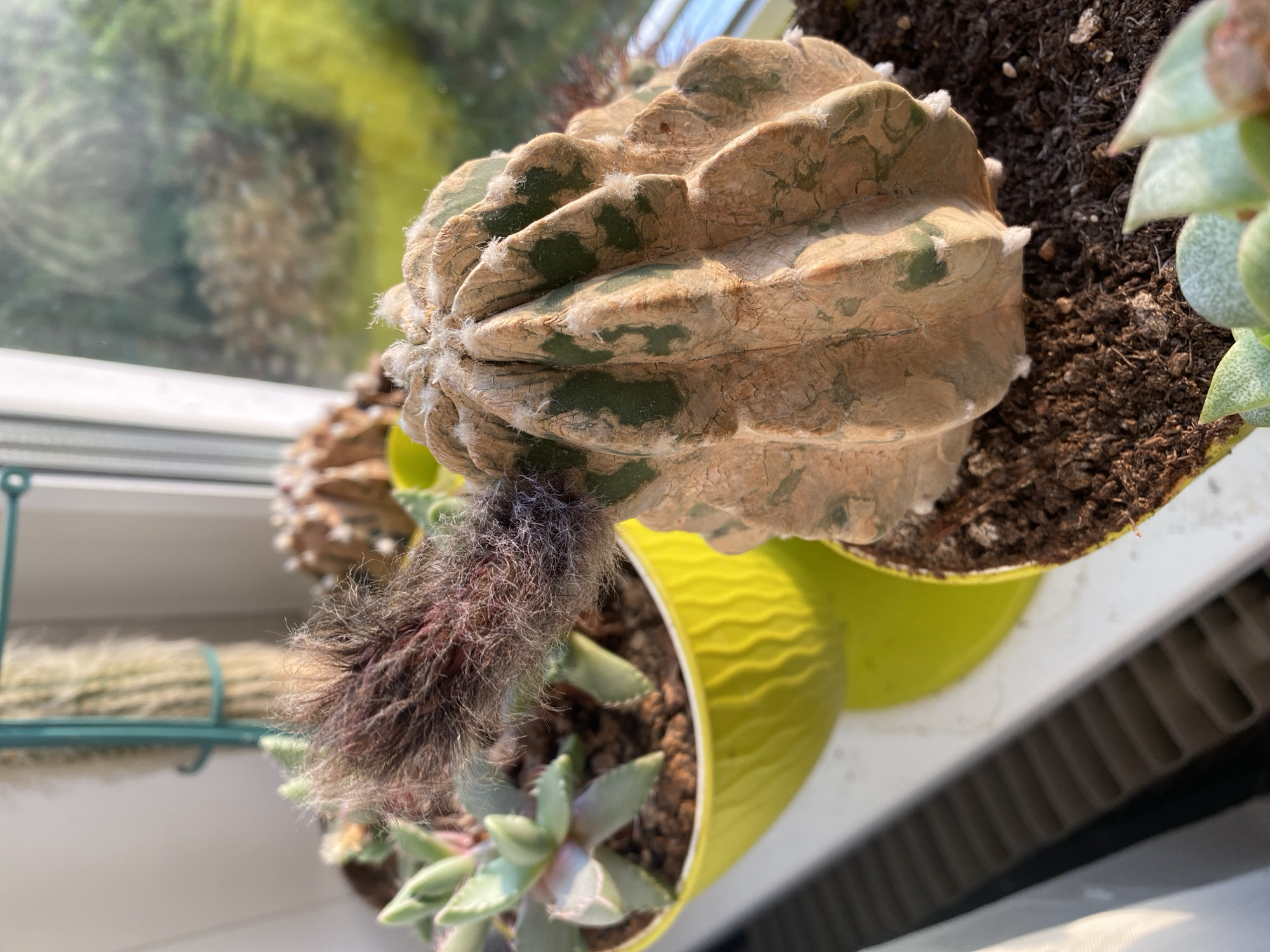 The image shows a close-up of a potted cactus with a fuzzy, purplish bud emerging from its side. The cactus itself is ribbed and has patches of green and brown. In the background, another potted succulent with green leaves is visible, as well as a tall, fuzzy cactus in a teal planter. The plants are situated on a windowsill, with sunlight streaming in from the right, illuminating the scene. The exterior view through the window is blurred, showing greenery and hints of what appears to be a building. The location is identified as Alexandrovka, Russia.