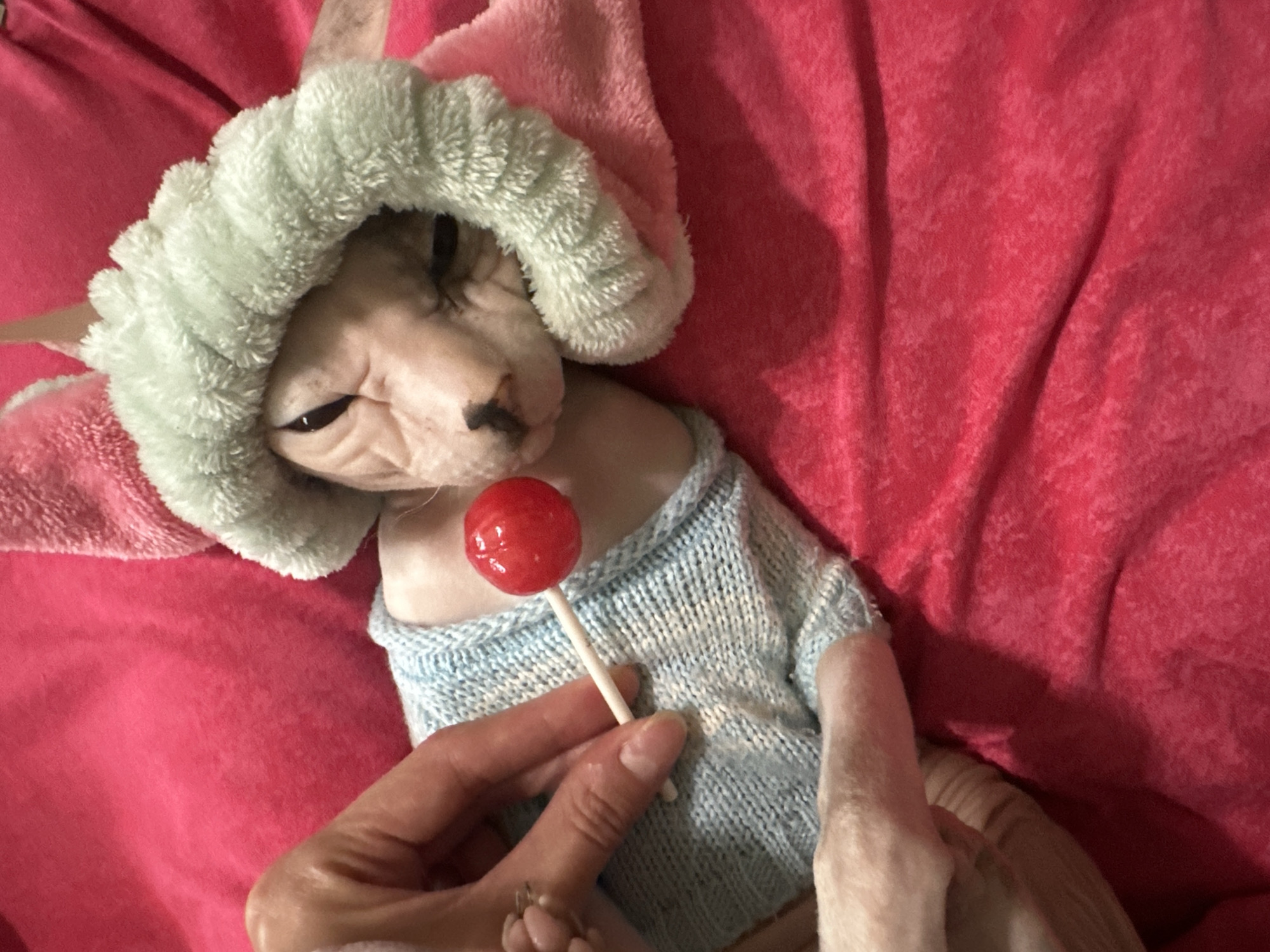 A hairless cat, likely a Sphynx, is the central subject of this close-up photograph. The cat is wearing a light green, fuzzy bonnet that covers its head and ears, and a pale blue knitted sweater. A hand is holding a red lollipop with a white stick near the cat's mouth, as if offering it. The cat appears to be lying on a textured, bright pink blanket or bedspread. The overall impression is one of a playful or humorous scene, with the cat dressed up and presented with a treat. The lighting suggests it is daytime, possibly indoors, given the indoor setting implied by the bedding. No text is visible in the image. The cat’s expression is neutral, with its eyes partially closed. The focus is tight on the cat and the hand holding the lollipop.