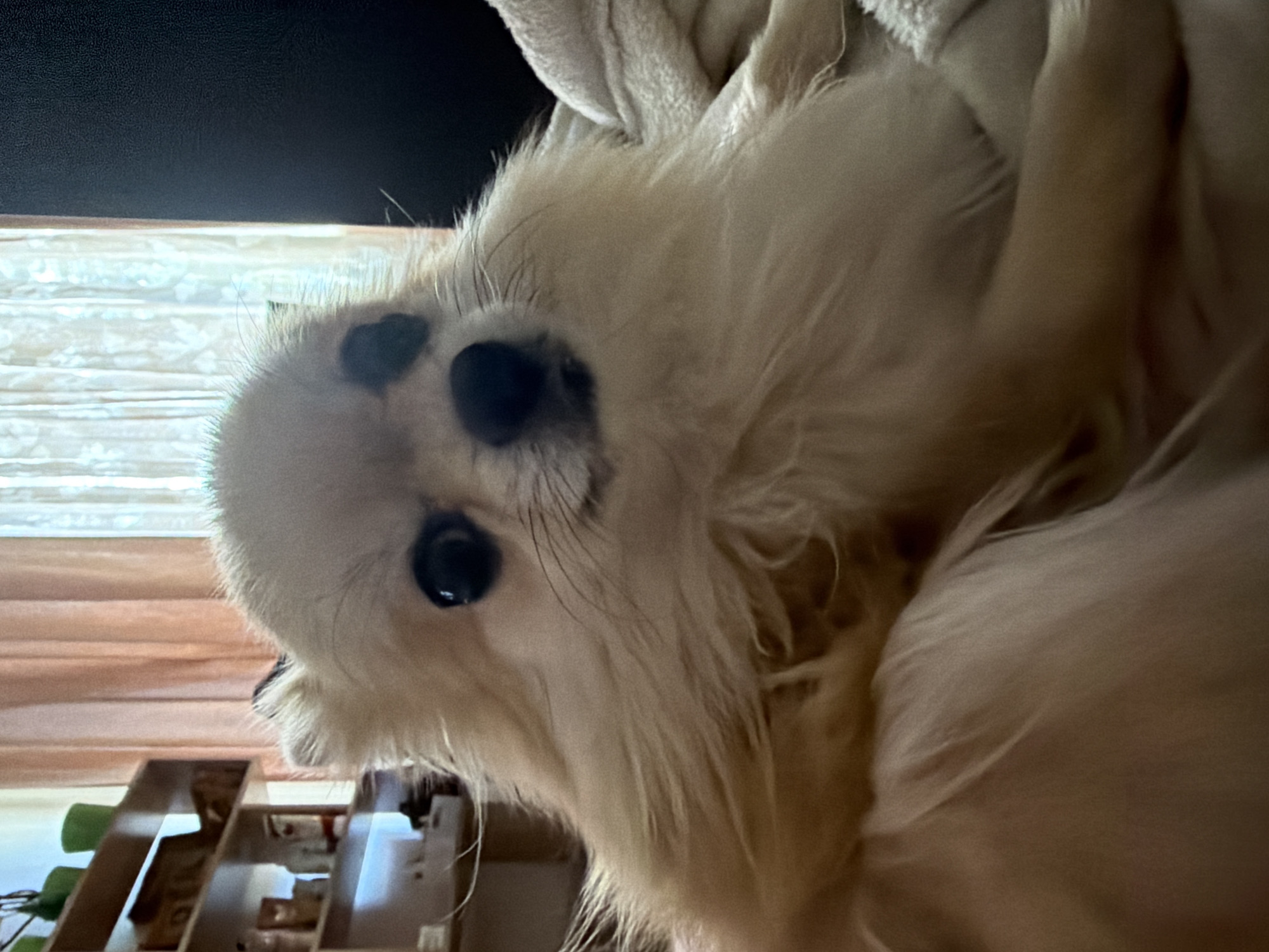 A close-up, slightly distorted perspective depicts a small, fluffy, light-colored dog. The dog has black patches around its nose and black eyes. The background is blurred, revealing a glimpse of a wooden shelf or structure. The setting appears to be indoors, with the dog possibly resting on a blanket or soft surface. There is no indication or any objects in the scene related to the city of Chaikovsky, Russia.