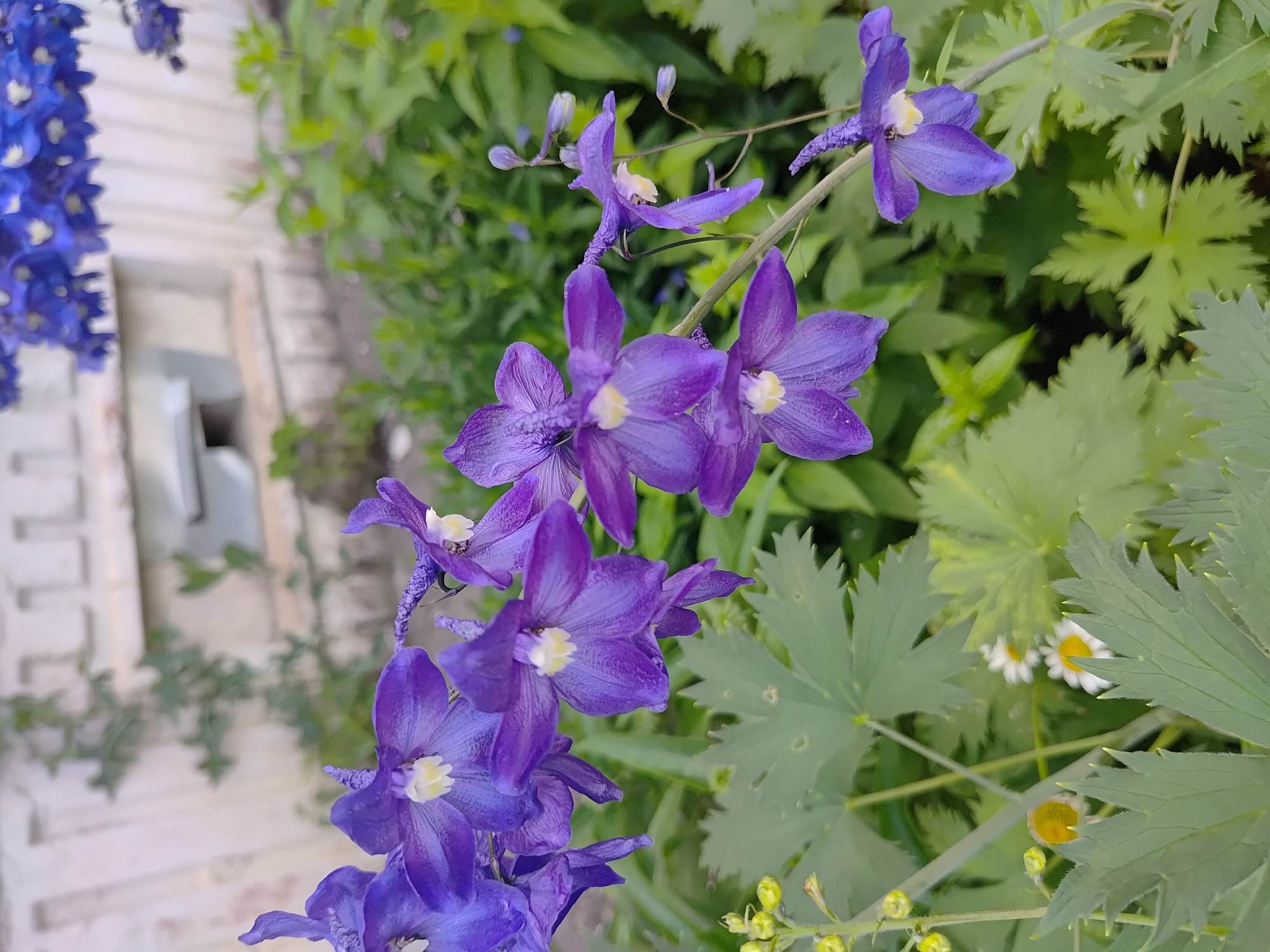 This image shows a close-up view of purple delphinium flowers blooming in a garden. The flowers are characterized by their vibrant purple petals and small white centers. They are arranged on a tall stem, with some blossoms in focus and others blurred in the background. The surrounding environment consists of lush green foliage, with some feathery leaves visible in the foreground. In the background, a light-colored wall with a patterned texture and a small opening can be observed. The overall scene suggests a natural, outdoor setting, likely a garden or park. The image does not contain any people or specific actions.