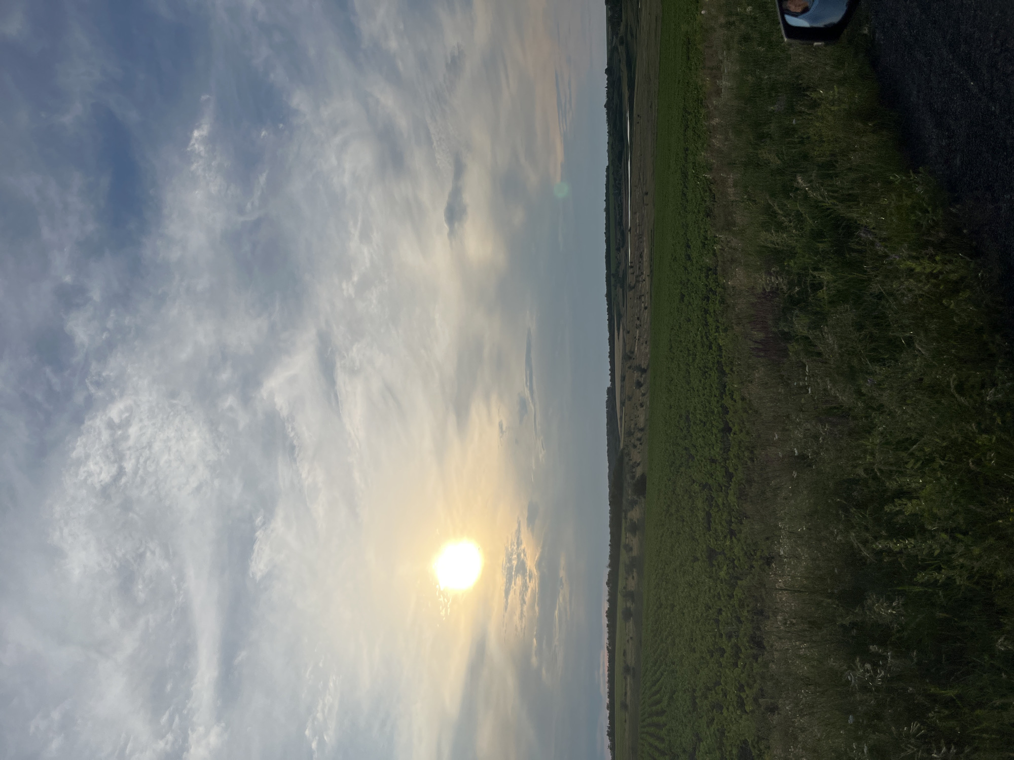 This image depicts a wide landscape scene with a bright sun in the upper left quadrant, partially obscured by wispy clouds. The sky is a mix of light blue and grey, with streaks of white clouds stretching across. In the middle ground, there is a large, cultivated field of green crops, likely a plantation of young plants arranged in neat rows. Beyond the cultivated field, the terrain transitions to a more natural landscape with scattered trees and shrubs, and a body of water is visible in the distance. The foreground features tall, wild grass and vegetation. The bottom right corner of the image shows a portion of a car's side mirror, reflecting a person's face and shoulder. The scene appears to be an outdoor rural setting, possibly on the outskirts of Poltavka, Ukraine, during daylight hours, likely late afternoon or early evening given the angle of the sun.