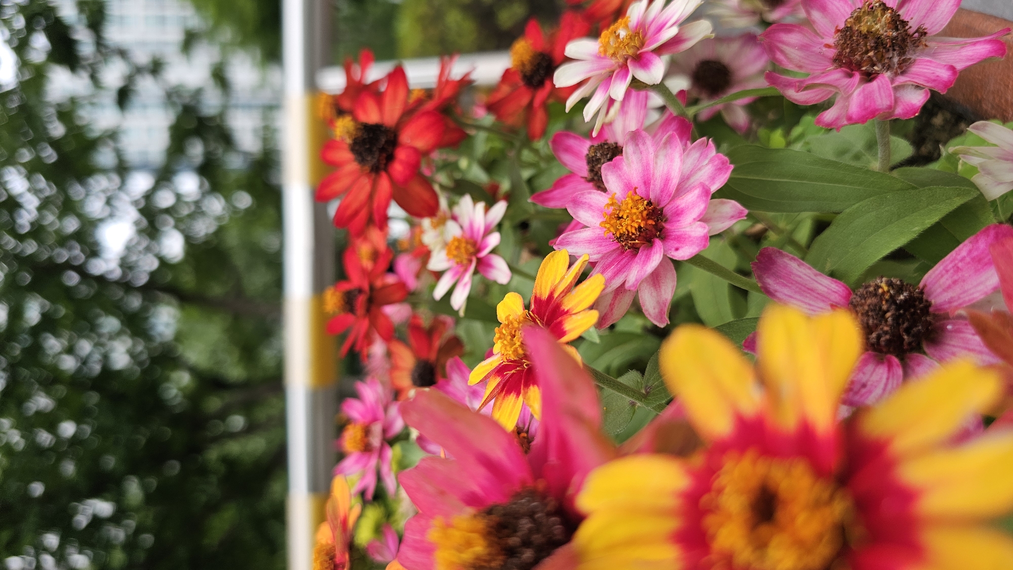 This media file showcases a vibrant cluster of Zinnia flowers in full bloom. The flowers exhibit a range of colors, including bright pink, deep red, yellow, and white, with some petals featuring a gradient or striped pattern. The centers of the flowers are a dark brown, contrasting with the colorful petals. The blooms are arranged in a dense grouping, with some flowers closer to the foreground appearing larger and more in focus, while others in the background are softer and less distinct. Lush green leaves are visible amongst the flowers, adding depth and texture to the scene. The background is blurred, with hints of green foliage and light bokeh effects, suggesting an outdoor setting, possibly a garden or park. The lighting appears to be natural daylight, possibly early morning or late afternoon, given the soft illumination and the absence of harsh shadows. The overall impression is one of natural beauty and vitality. There are no people, visible text, or specific event indicated in the media file. The location context is Asan-si, South Korea.