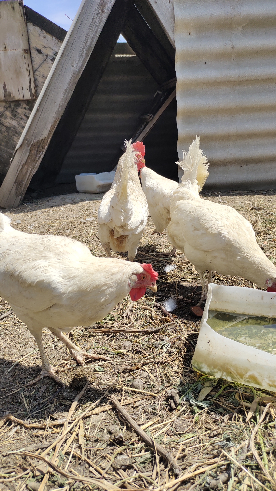 Four white chickens are gathered in a dirt and straw-covered outdoor area near a rustic wooden structure. Three of the chickens are in the foreground, with one on the left facing left and slightly down, another in the center facing right, and a third to its right also facing right and dipping its head towards a white water trough filled with green liquid. The fourth chicken is positioned behind the others, facing away from the camera. The background shows a corrugated metal wall and the angled roof of a shelter constructed from weathered wood. The ground is littered with straw, twigs, and dirt. The sky is visible in the upper left corner.