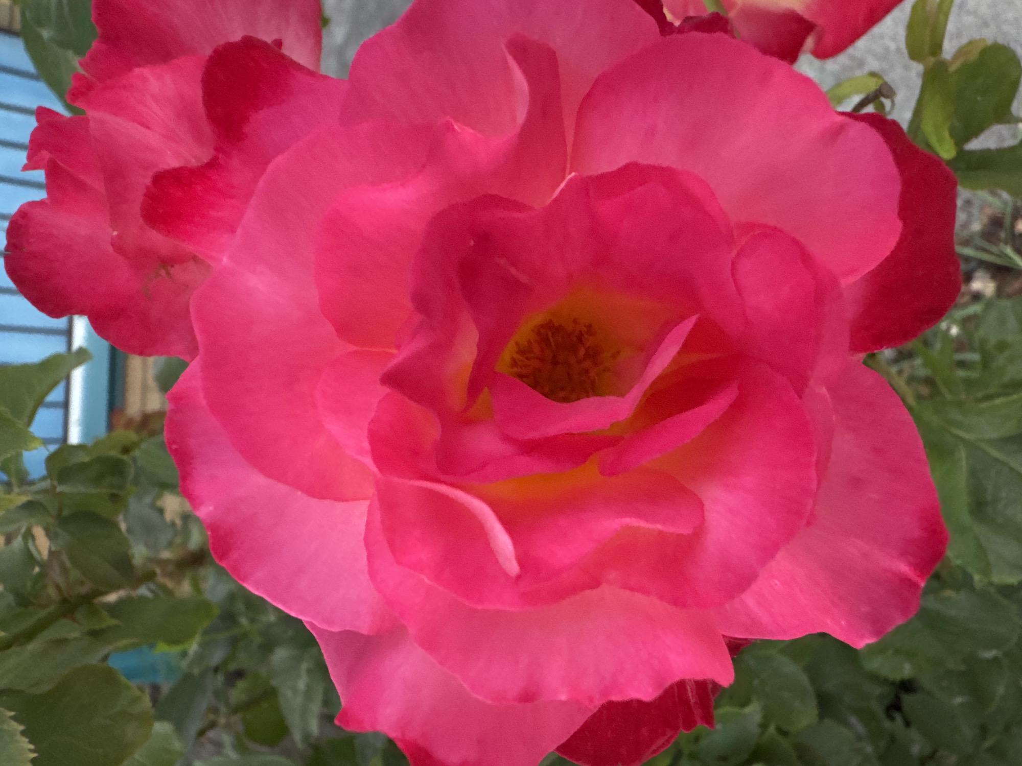 A close-up, overhead shot shows a vibrant pink rose in full bloom. The petals are layered and slightly ruffled, with a gradient of color from a deep fuchsia at the edges to a lighter pink in the center, where hints of yellow and brown are visible in the stamen. The rose is positioned outdoors, with lush green foliage and a blue structure, possibly a fence or railing, visible in the blurred background. The ground appears to be a light-colored, possibly paved surface. There are no people or animals in the frame. The scene is likely located in Mikhaylovsk, Russia, given the context provided.