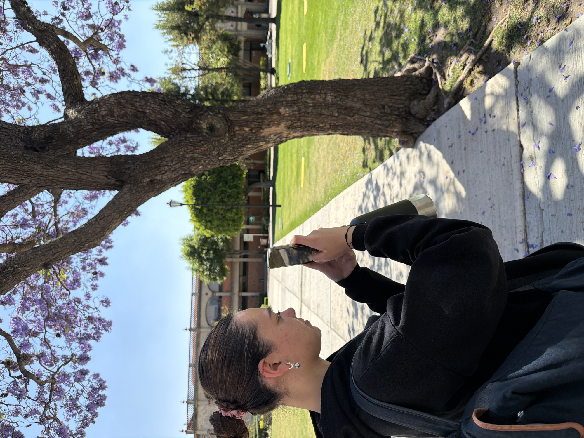 The image displays a young adult female standing on a paved pathway under a jacaranda tree on a clear, sunny day within the city of San Andrés Cholula, Mexico. The subject, positioned in profile on the left side of the frame, has dark hair pulled into a bun with a pink scrunchie. She wears a black hooded sweatshirt and a black backpack. She is equipped with silver hoop earrings featuring small heart-shaped charms and a black bracelet on her left wrist. Both hands are holding a silver/grey smartphone in a vertical orientation, with her gaze directed towards its screen, indicating active use, likely for photography or videography.
A large tree trunk with visible roots dominates the right side of the foreground and midground, its branches extending overhead, adorned with numerous purple blossoms. Fallen purple petals are scattered across the concrete pathway and the adjacent grassy area. The environment consists of a concrete path running along the left, bordered by a well-maintained green lawn on the right. In the middle ground, a lamppost is visible to the left. The background features a large building exhibiting classical-style architecture, characterized by arches and a prominent balustrade along its roofline, set against a bright blue sky. This architectural design is consistent with structures found on the campus of the Universidad de las Américas Puebla (UDLAP), situated in San Andrés Cholula.