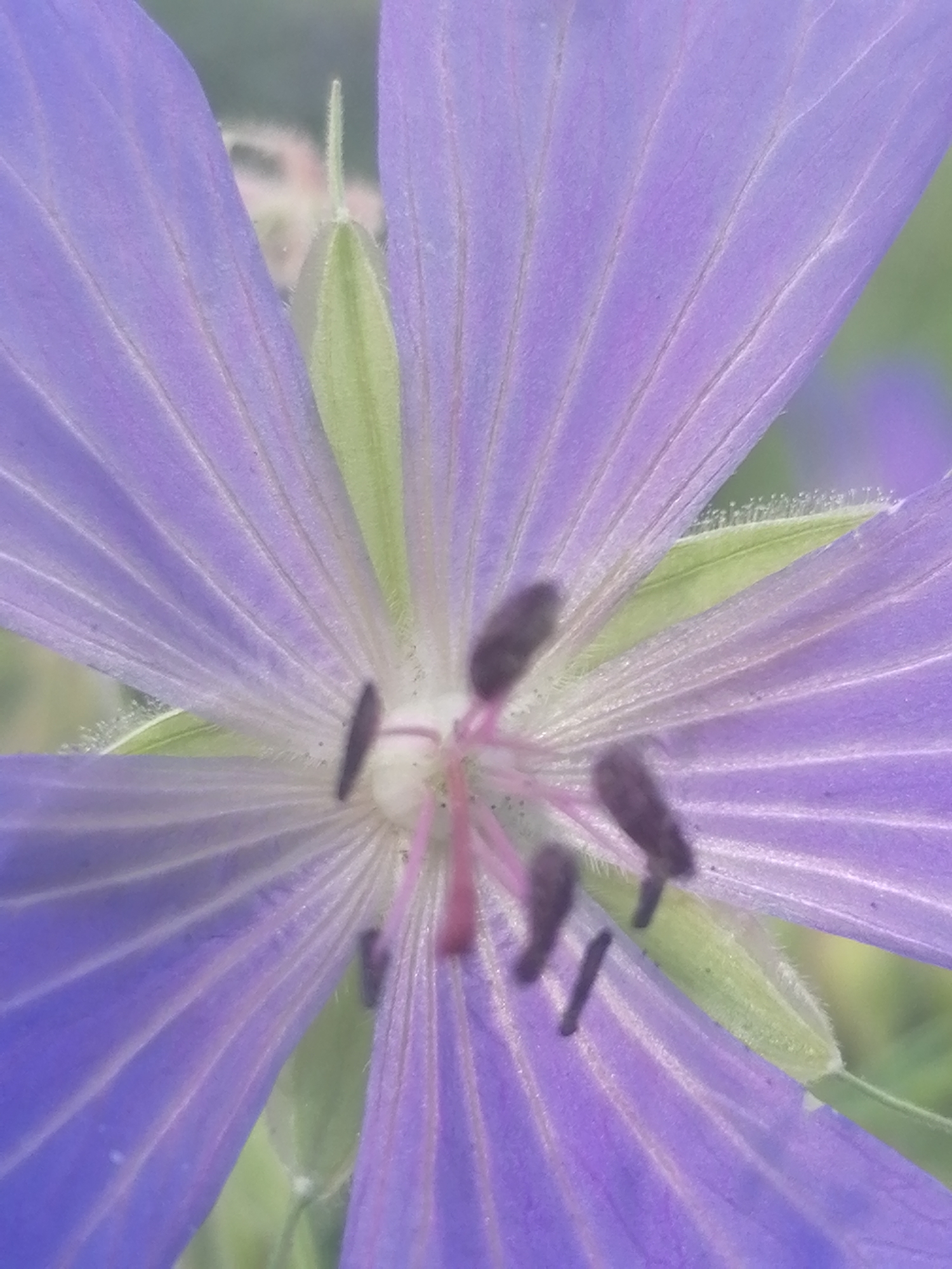 A close-up, overhead shot of a purple flower with delicate, veined petals is presented. The flower's pistil and stamens are visible at its center, with dark, slender anthers tipped with pollen. A blurred green background suggests foliage. The image does not contain any information regarding its location in Lagerevo, Russia.