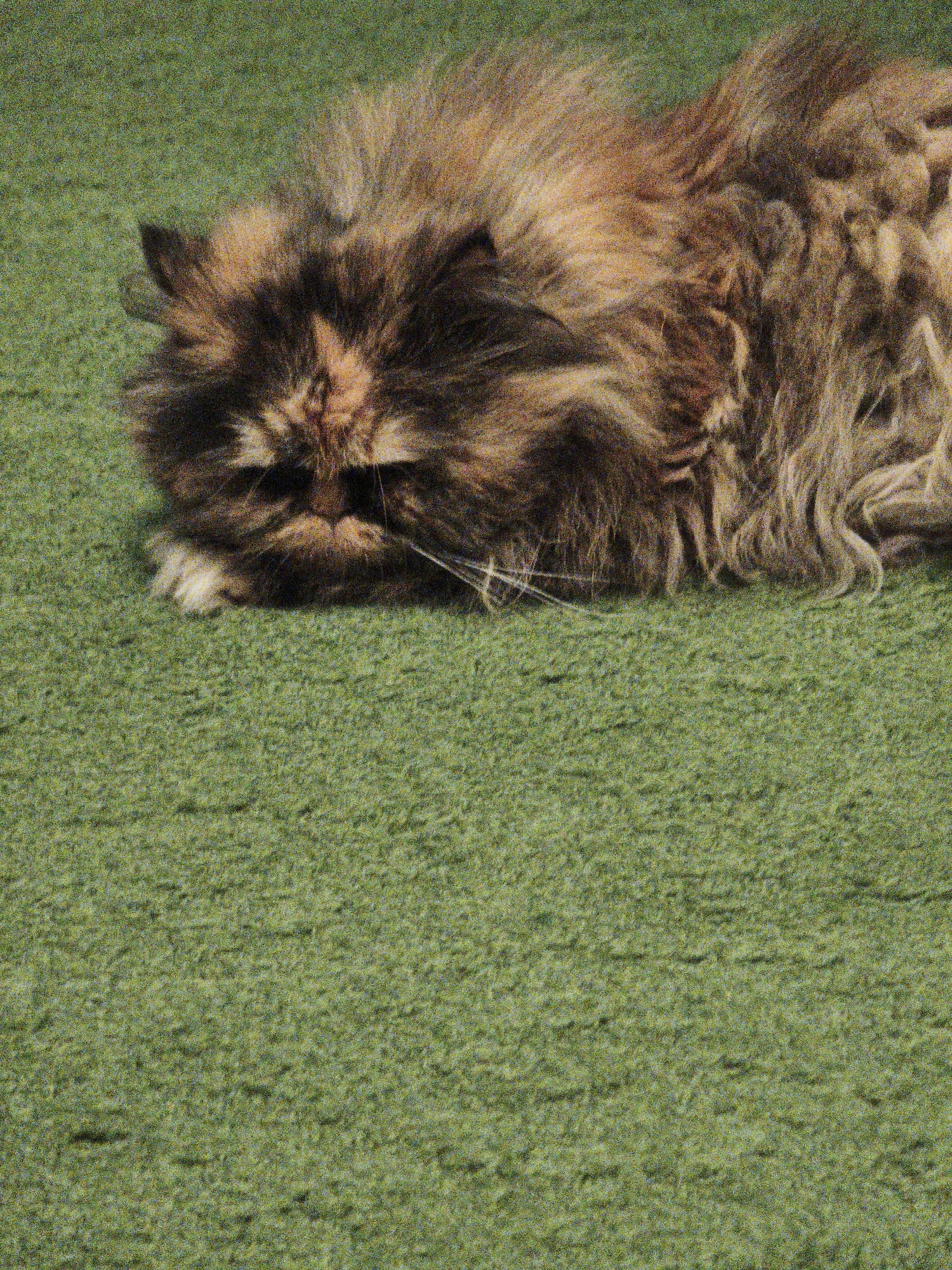 A tortoiseshell cat is lying on a green carpet. The cat is mostly obscured by its fur, but its face is visible, with a short snout and white whiskers. Its eyes are closed, suggesting it is resting. The cat's fur is a mix of brown, black, and orange patches, with longer fur around its neck and body. The carpet is a uniform green color with a textured surface. The image is taken from a high-angle perspective, looking down at the cat. There are no other people or objects visible in the scene. The lighting is even, and there are no shadows.