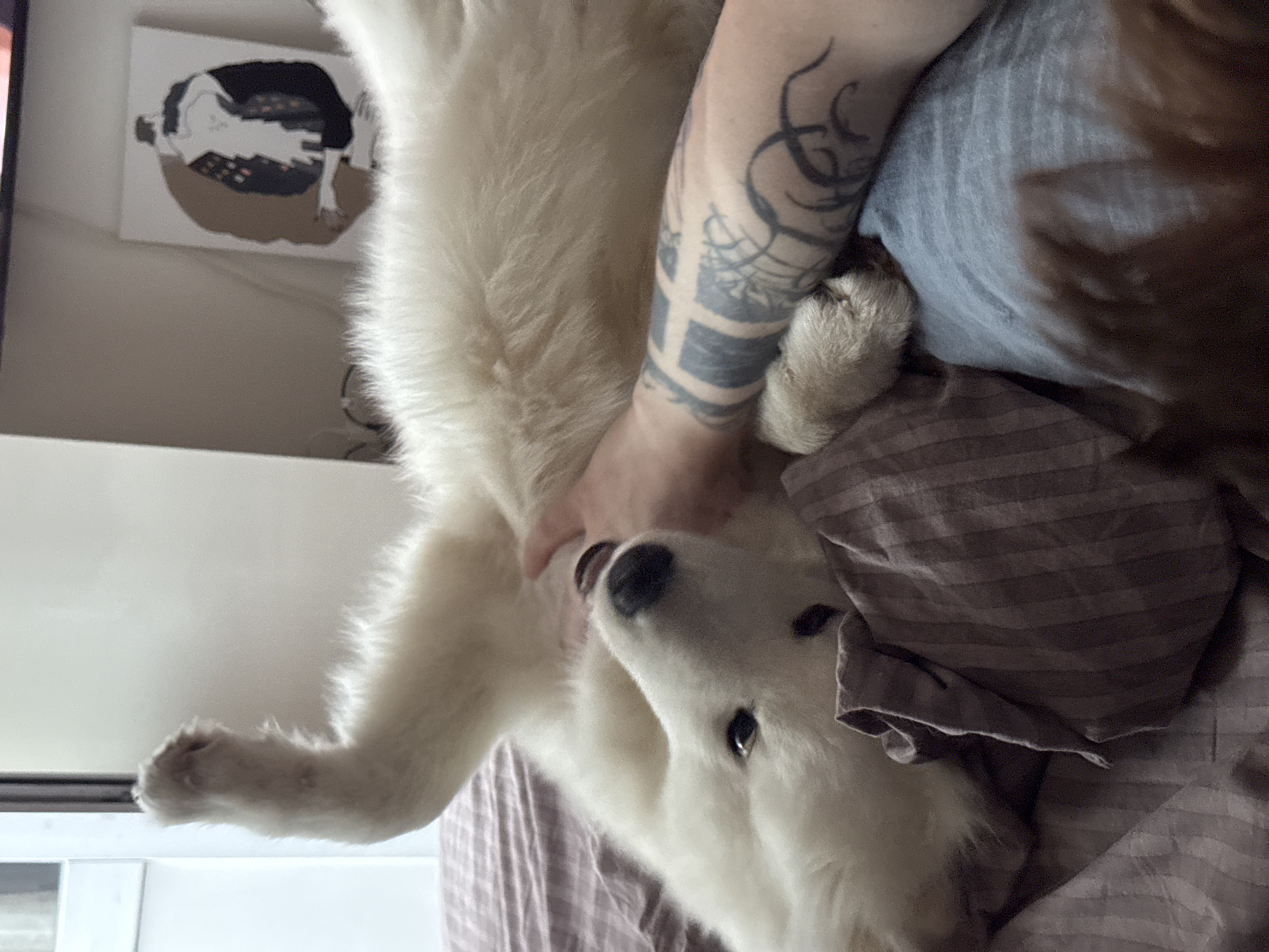 A large, white, fluffy dog lies on its back on a bed covered with a brown striped sheet. A person wearing a gray t-shirt rests an arm with prominent tattoos across the dog's chest. A brown cloth is draped over part of the dog's face. A painting or print of a black and white animal on a brown background hangs on the wall in the background. The precise location is impossible to determine with the given information.