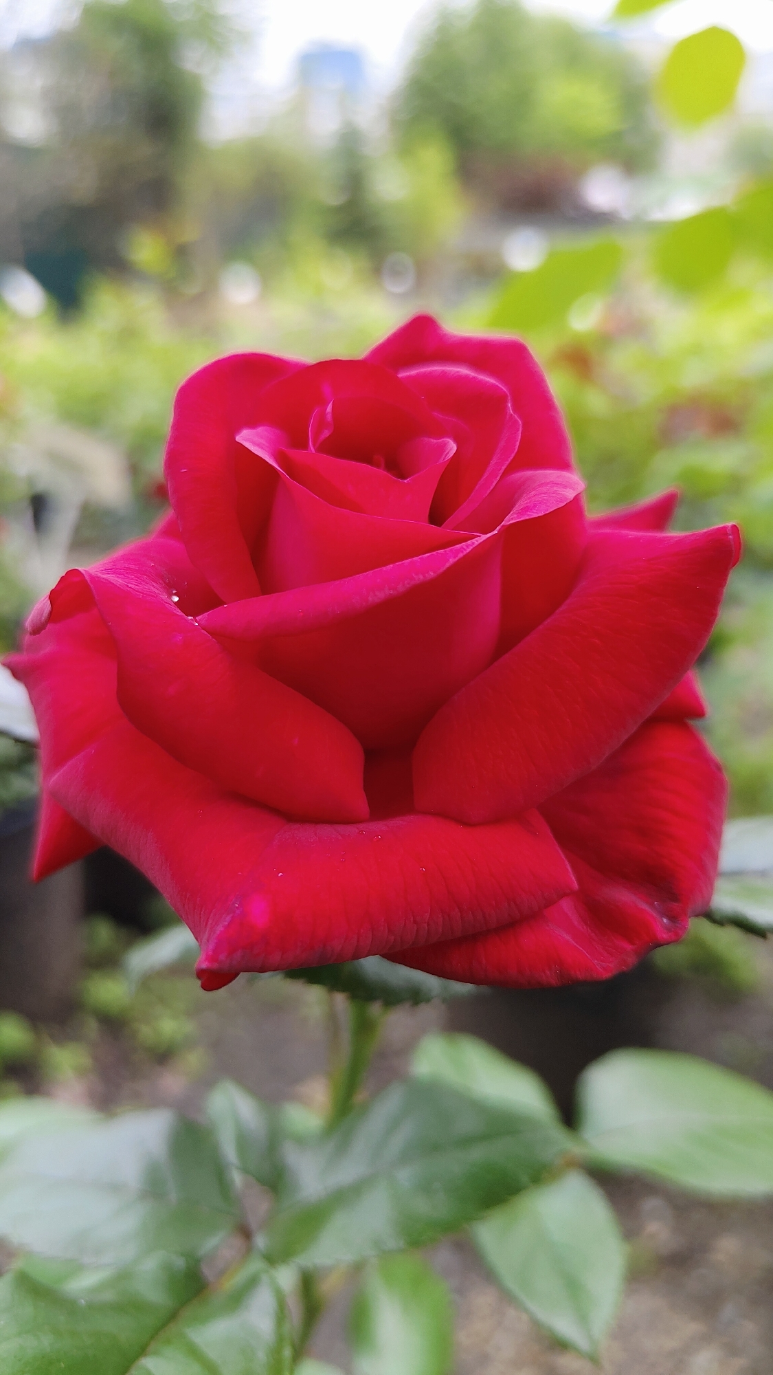A single, vibrant red rose is in full bloom, its velvety petals unfurling in a spiral pattern. The rose is positioned centrally in the frame, with its leaves and stem visible below. The background is softly blurred, suggesting an outdoor setting with green foliage and hints of distant trees or buildings, indicative of a garden or park. There are no people or animals present. The lighting appears natural, casting subtle shadows on the petals, highlighting their texture and form. The image is a close-up, focusing on the delicate beauty of the rose.