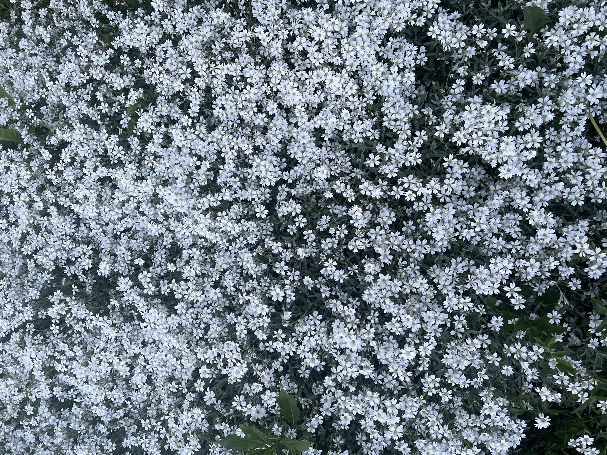 The image presents a dense carpet of small white flowers, viewed from directly above, filling the entire frame. Each flower features five distinct white petals and a tiny light green or yellow center. The multitude of blossoms creates a textured, blanket-like appearance. Beneath and between the white flowers, green and grey-green foliage is visible, forming a contrasting backdrop.
No people or objects are visible, and no specific activity or event is taking place beyond the natural state of the flowering plants. The lighting is soft and even, suggesting it is daytime, possibly under an overcast sky or in shade, as there are no harsh shadows. The vibrant bloom indicates a favorable season for plant growth. There are no visible location cues within the image itself, though the provided context places the location in Rozsoshentsi, Ukraine. No text is present in the media file. The overall impression is one of natural abundance and delicate beauty.