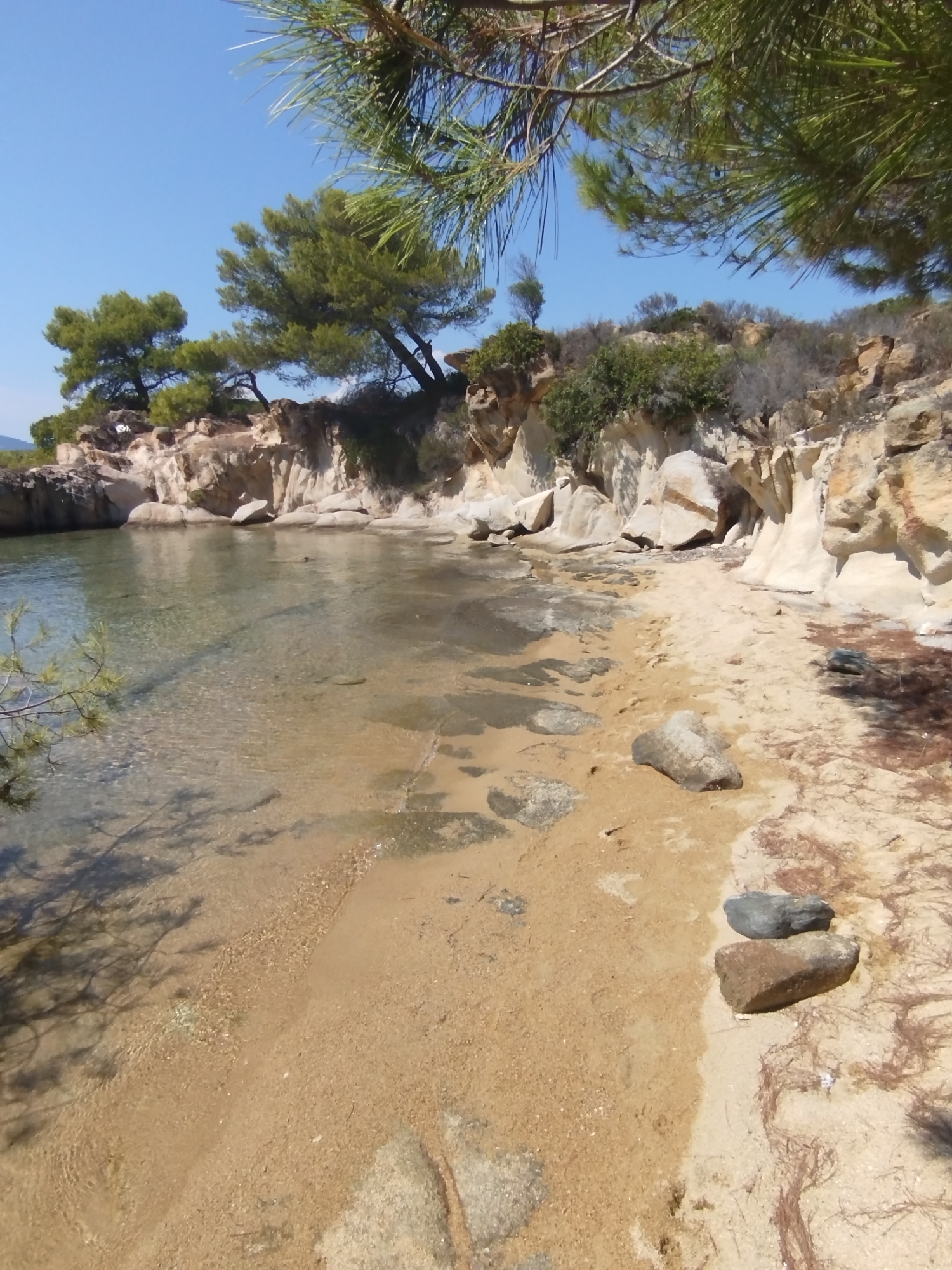 The image depicts a serene beach in Sithonia Municipal Unit, Greece, under a clear blue sky. The foreground is dominated by a sandy beach with scattered rocks and dry pine needles. The clear, shallow water gently laps at the shore, revealing the sandy bottom and some submerged rocks. The water's surface reflects the shadows of overhanging pine branches, adding a dappled effect to the scene.
To the right, a rocky coastline rises, characterized by layered, light-colored rock formations, some of which appear sculpted by erosion. Patches of scrubby green vegetation cling to the rocky slopes. In the background, more pine trees are visible, their branches reaching towards the sky. The overall impression is one of a quiet, natural coastal landscape, typical of the Sithonia peninsula. There are no people visible in the image.