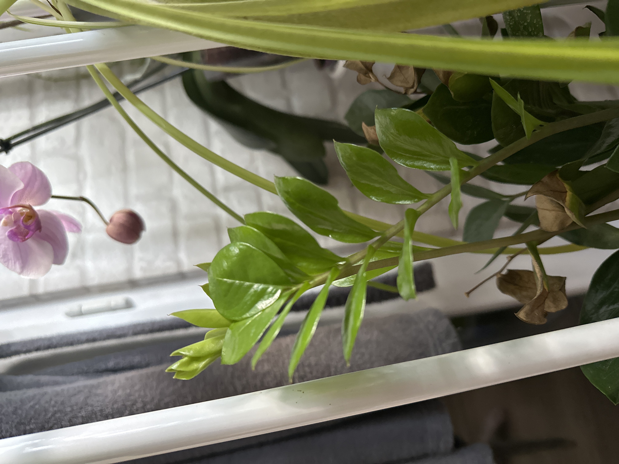 In the foreground, a bright green, glossy-leaved plant stem with new growth is prominent. To the left of this plant, a portion of a white cylindrical object is visible, with some dark speckles on its surface. Behind the green plant, a partially blurred image of a pink orchid with a pink bud can be seen. The background consists of a white brick wall, with a gray curtain or fabric to the far left and some out-of-focus darker green foliage. The overall lighting is soft and natural. The scene appears to be indoors, possibly in a residential setting, given the presence of houseplants and home decor elements. No people or animals are present.