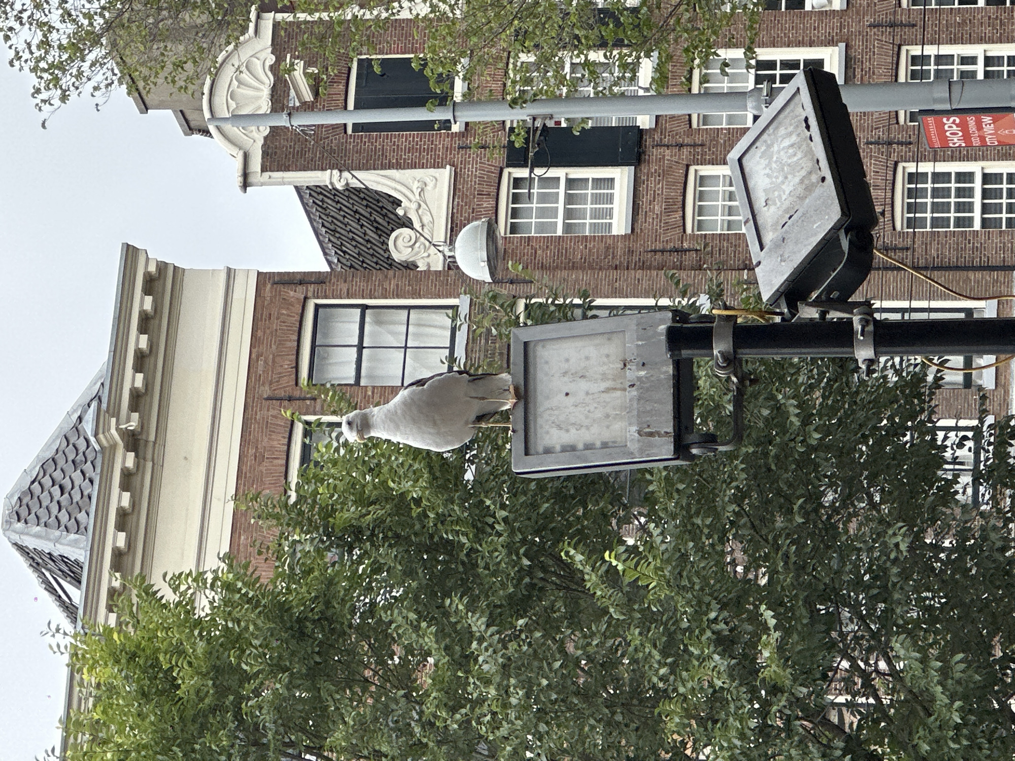 A seagull is perched on top of a street light in front of brick buildings in Amsterdam, Netherlands. The seagull is facing the viewer and its head is turned slightly to the left. The street light is silver and rectangular. There is a large green tree to the left of the seagull. The buildings are made of red brick and have white-trimmed windows. The sky is overcast and gray. A red sign advertising "Shops Food & Drinks City View" is visible on one of the buildings.