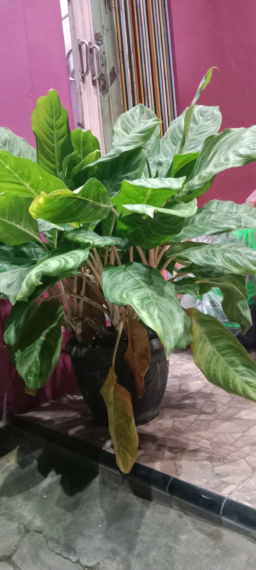 A potted Dieffenbachia plant sits on a tiled floor in front of a pink wall. The plant has large, green leaves with lighter green or white variegation. Several brown, dried leaves are present at the base of the plant. The pot is black and textured. In the background, a vertical striped door or partition is visible, with metal handles on the left side. The overall lighting suggests an indoor setting. There is no indication of the location being specifically in Kras, Indonesia, as the provided image lacks any identifying landmarks or context for that location.