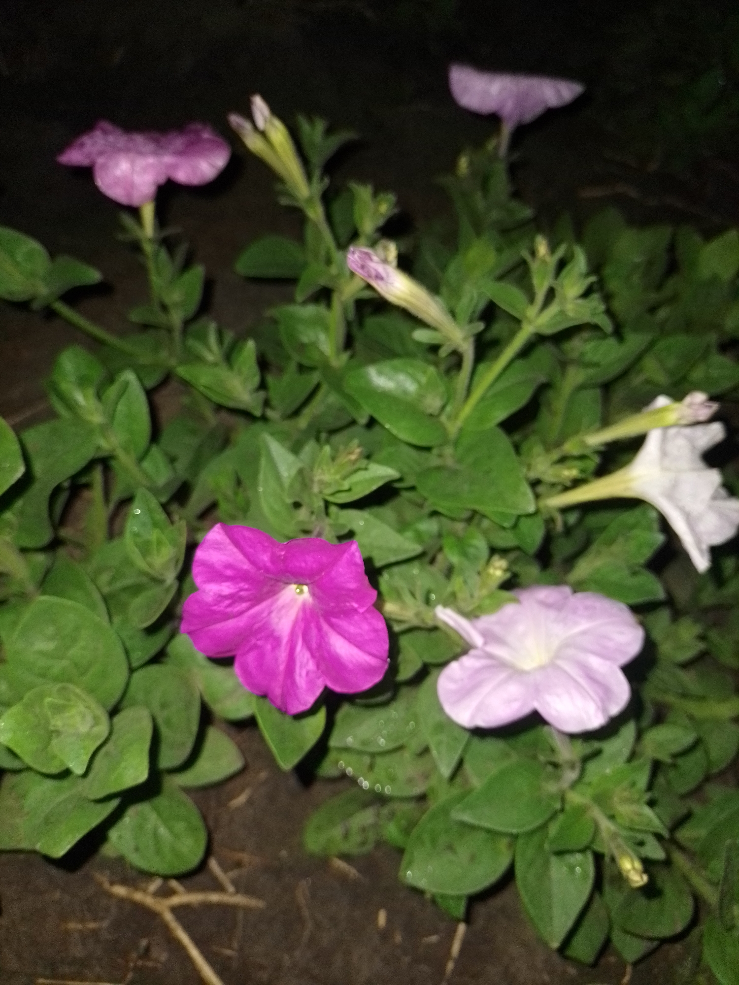 The image depicts a close-up view of a cluster of petunia flowers and their foliage. The flowers are in various stages of bloom, with some fully open and others still developing buds. The colors range from a vibrant fuchsia to a soft lavender and white. The leaves are a deep green and appear to be slightly damp. The background is dark, suggesting the photo was taken at night or in a shaded area. There is no discernible urban or natural landscape, nor any indication of the specific location in Ustyvytsia, Ukraine. No people, actions, or interactions are visible in the image.