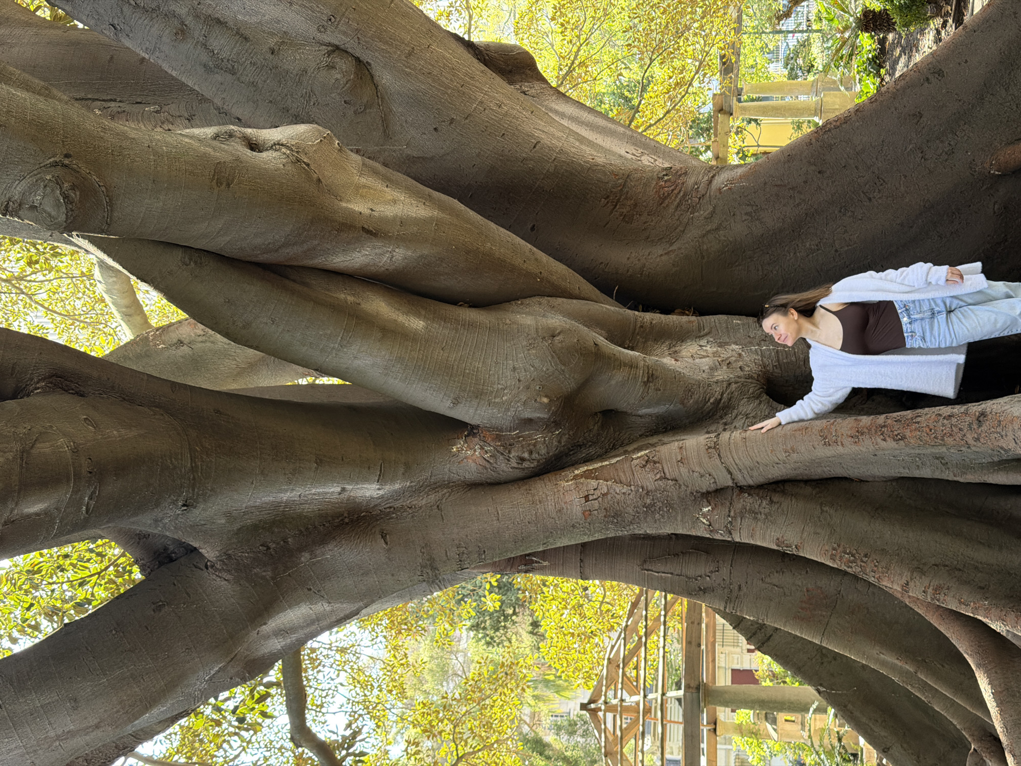 The image captures a serene outdoor scene, dominated by the colossal, intertwined roots and trunks of a mature tree, likely a fig or banyan, set in Cape Town, South Africa. The tree's smooth, grey-brown bark shows subtle textures and undulations, forming a complex natural sculpture that fills most of the frame.
A young woman is positioned comfortably on one of the thick, horizontal roots in the right-middle section of the image. She is lying on her back, resting against the tree's surface, and gently touching it with her right hand. She wears light-wash jeans, a dark brown fitted top, and a soft, white, long-sleeved cardigan. Her head is tilted slightly upwards, and she has a relaxed, pleasant expression, looking towards the bright, leafy background.
The background, visible through gaps in the tree's canopy, reveals vibrant green and yellow foliage, indicating lush natural surroundings. Patches of sunlight filter through the leaves, creating a bright and airy atmosphere. In the distant background, subtle hints of wooden structures, possibly part of a pathway or scaffolding, can be discerned. The overall impression is one of peaceful engagement with nature, highlighting the immense scale and natural beauty of the tree. The time of day appears to be sunny daytime, suggesting clear weather. There is no visible text in the image.