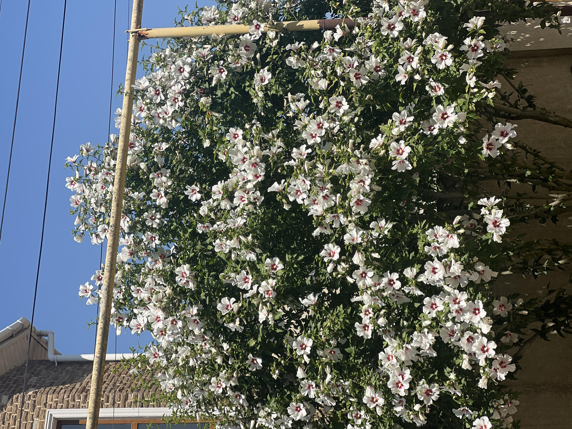 In the city of Fontanka, Ukraine, a large bush with abundant white hibiscus flowers with deep red centers is in full bloom. The bush is positioned in front of a light-colored, textured wall and is partially supported by a yellow metal pole. Above the bush, a blue sky is visible with power lines crisscrossing it. To the left of the frame, a portion of a brick building with a white gutter system is present. The lighting suggests a bright, sunny day. No people are visible in the image.