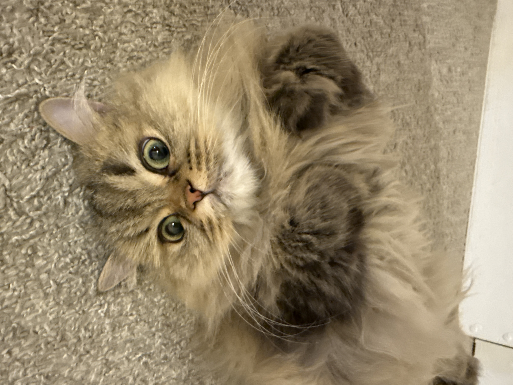 A tan and gray cat is lying on its back on a light beige carpet. The cat has green eyes and is looking up at the camera. The cat's paws are curled near its chest. The background includes a beige carpet and a white wall. The location is indeterminate.